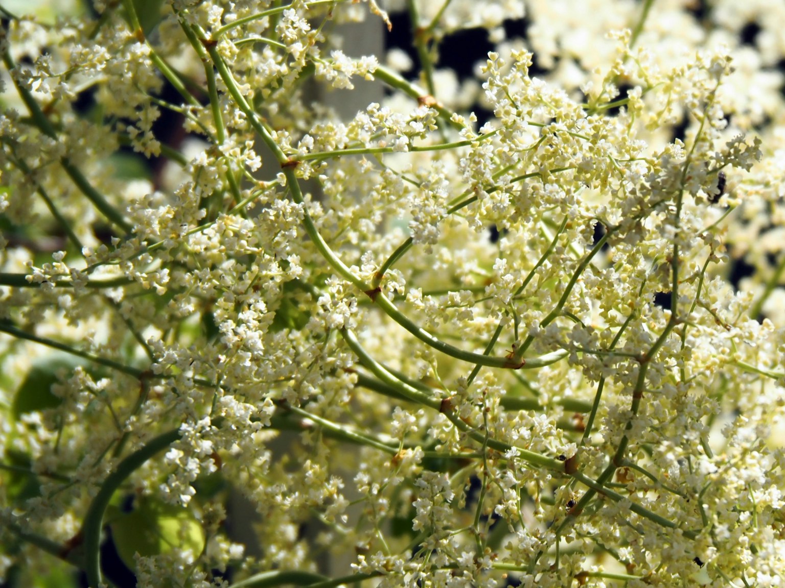 Primo piano di una pianta con ciuffi di piccoli fiori bianchi