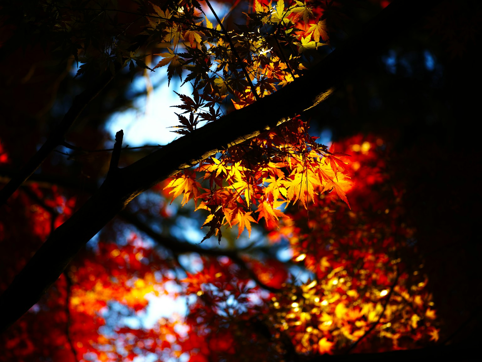 Äste und Blätter mit lebhaftem Herbstlaub