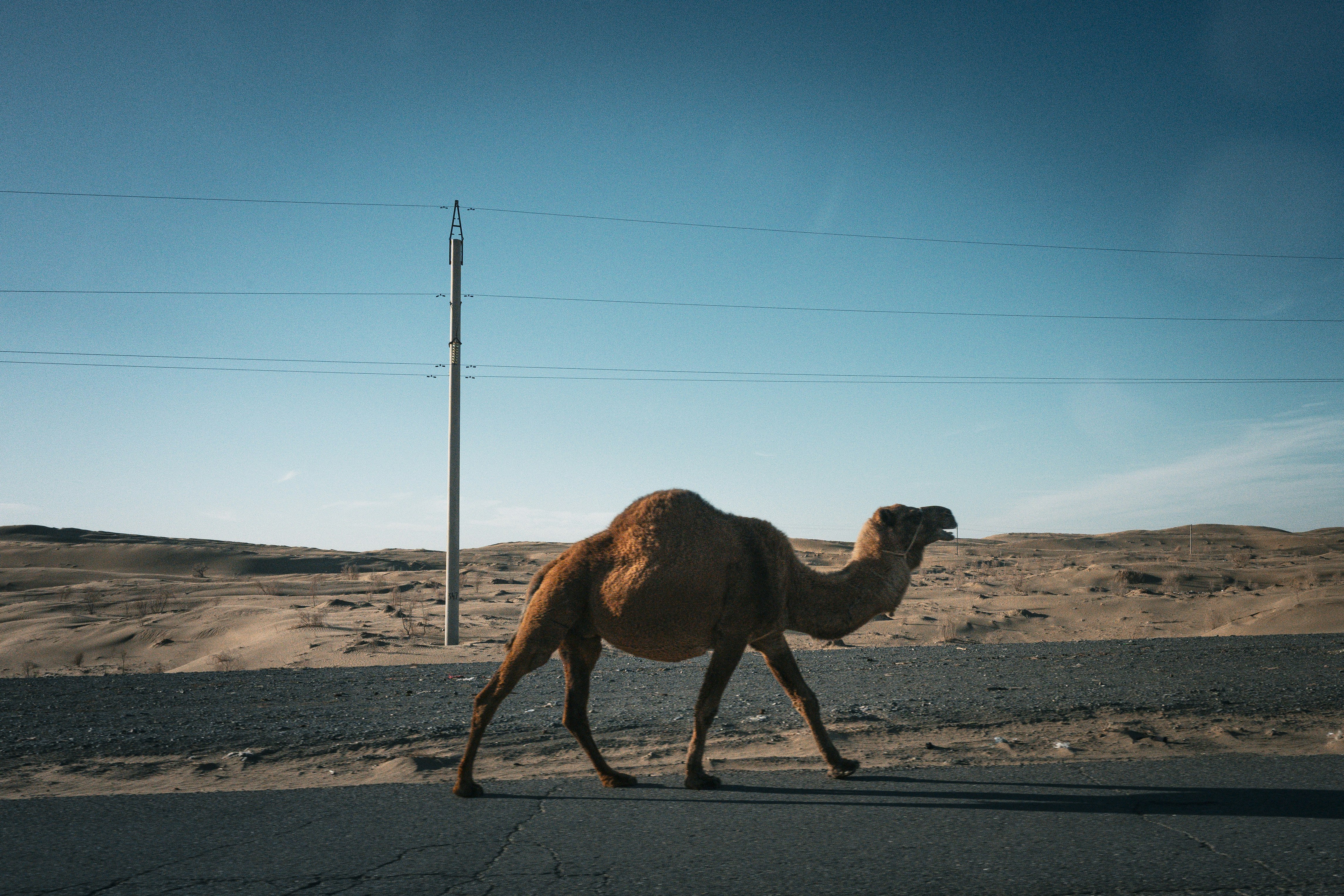 トルクメニスタンのカラクム砂漠を歩くラクダと乾いた道路の風景