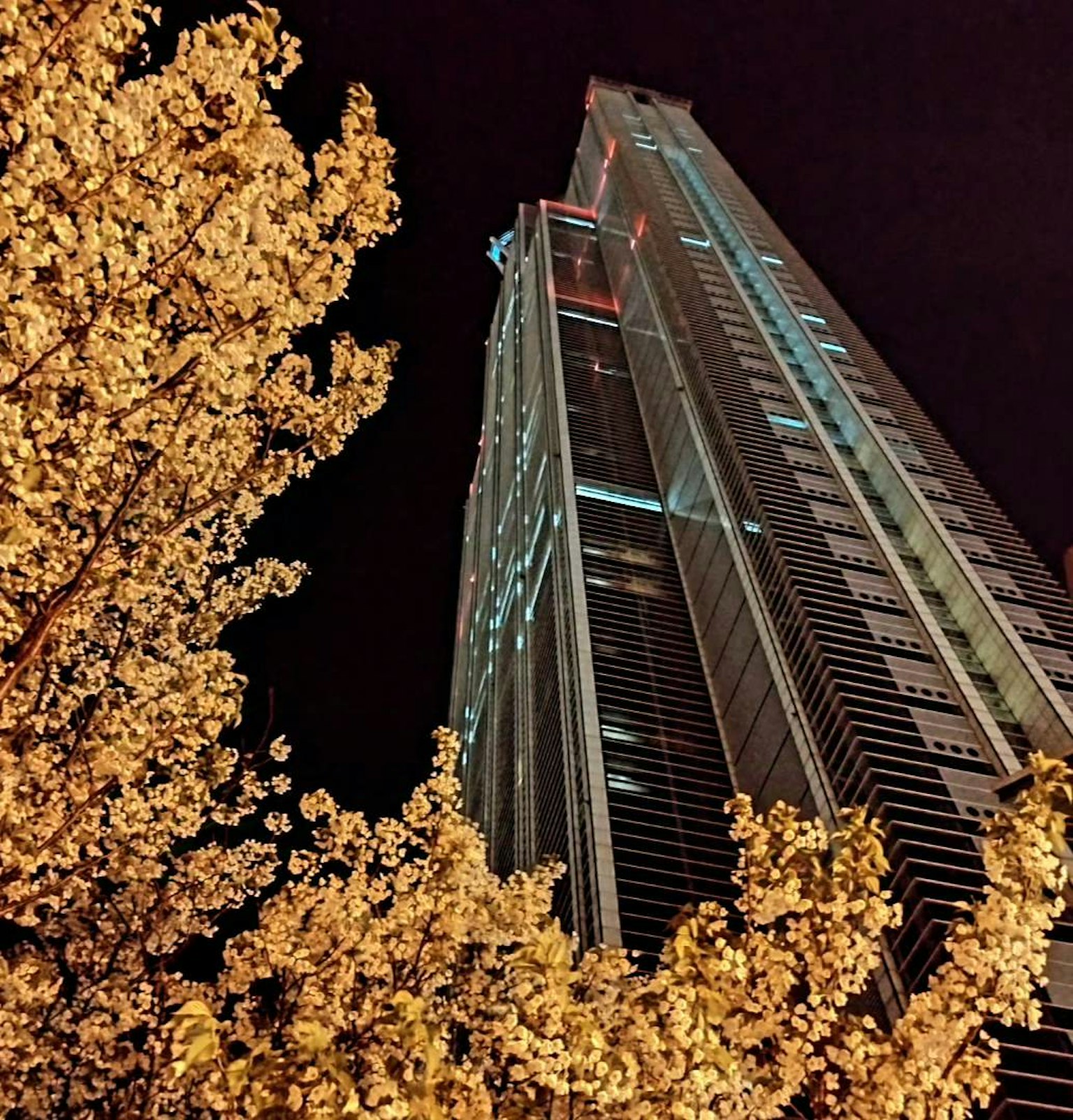 夜空にそびえる高層ビルとその前に広がる桜の花