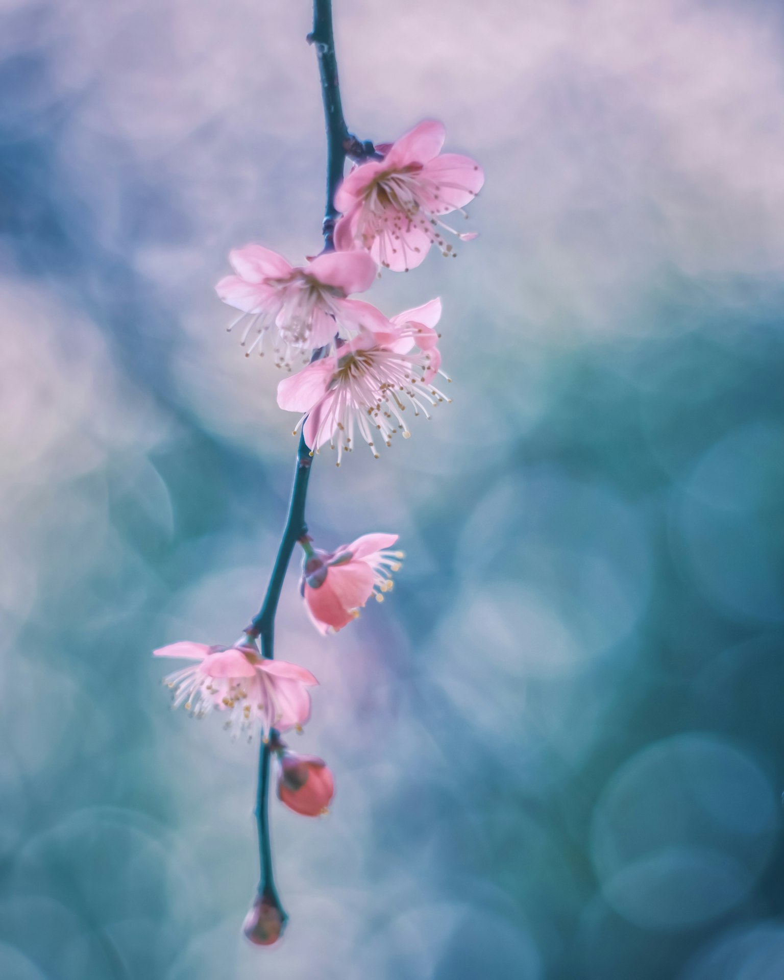 Ein Zweig mit Kirschblüten vor einem sanften Hintergrund