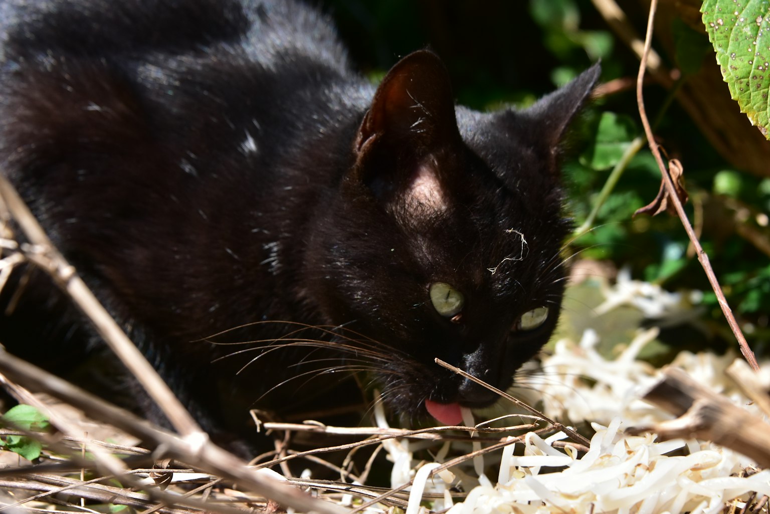 Eine schwarze Katze, die im Gras nach Futter sucht