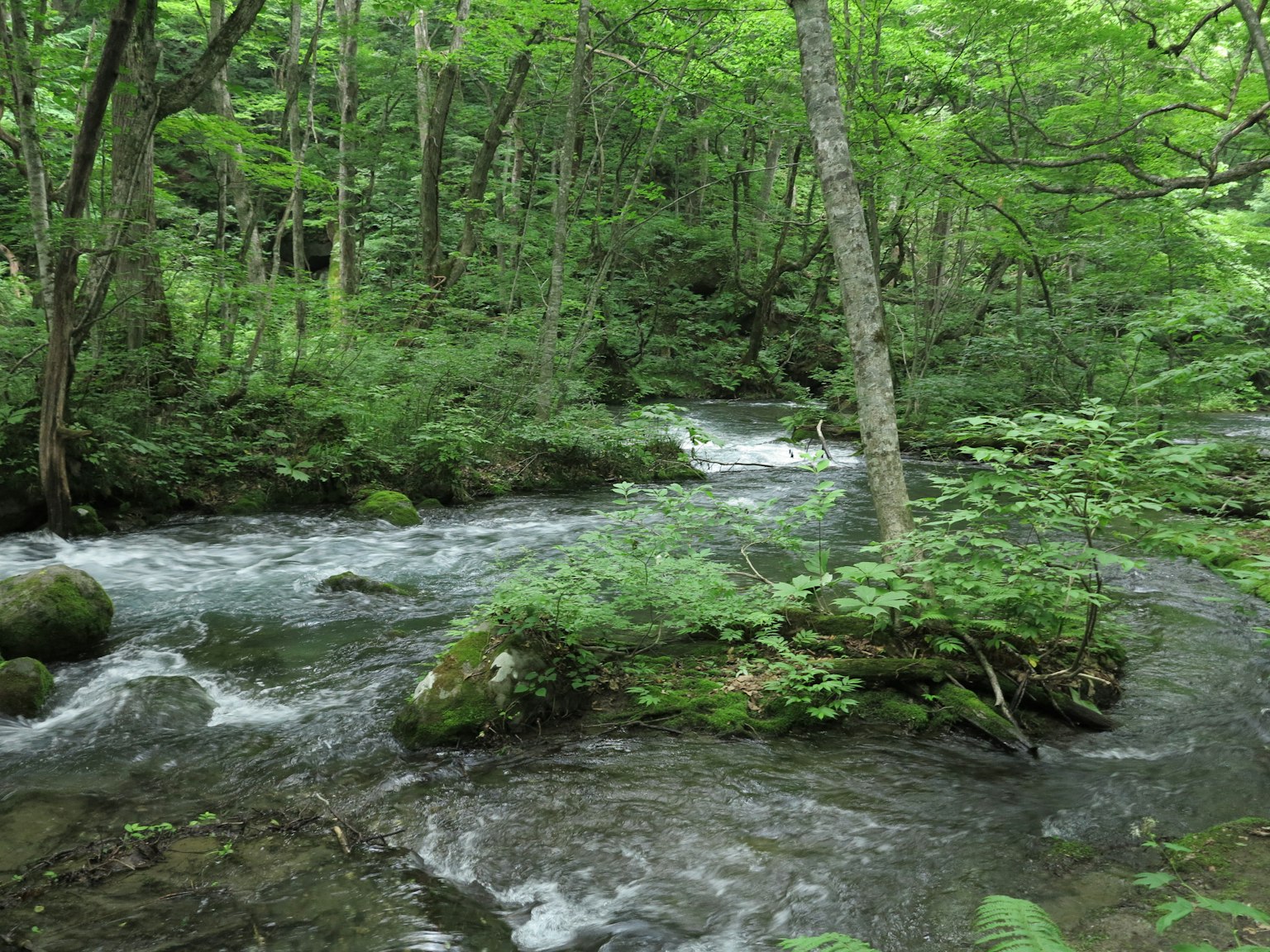 Paisaje de río que fluye rodeado de árboles verdes y frondosos