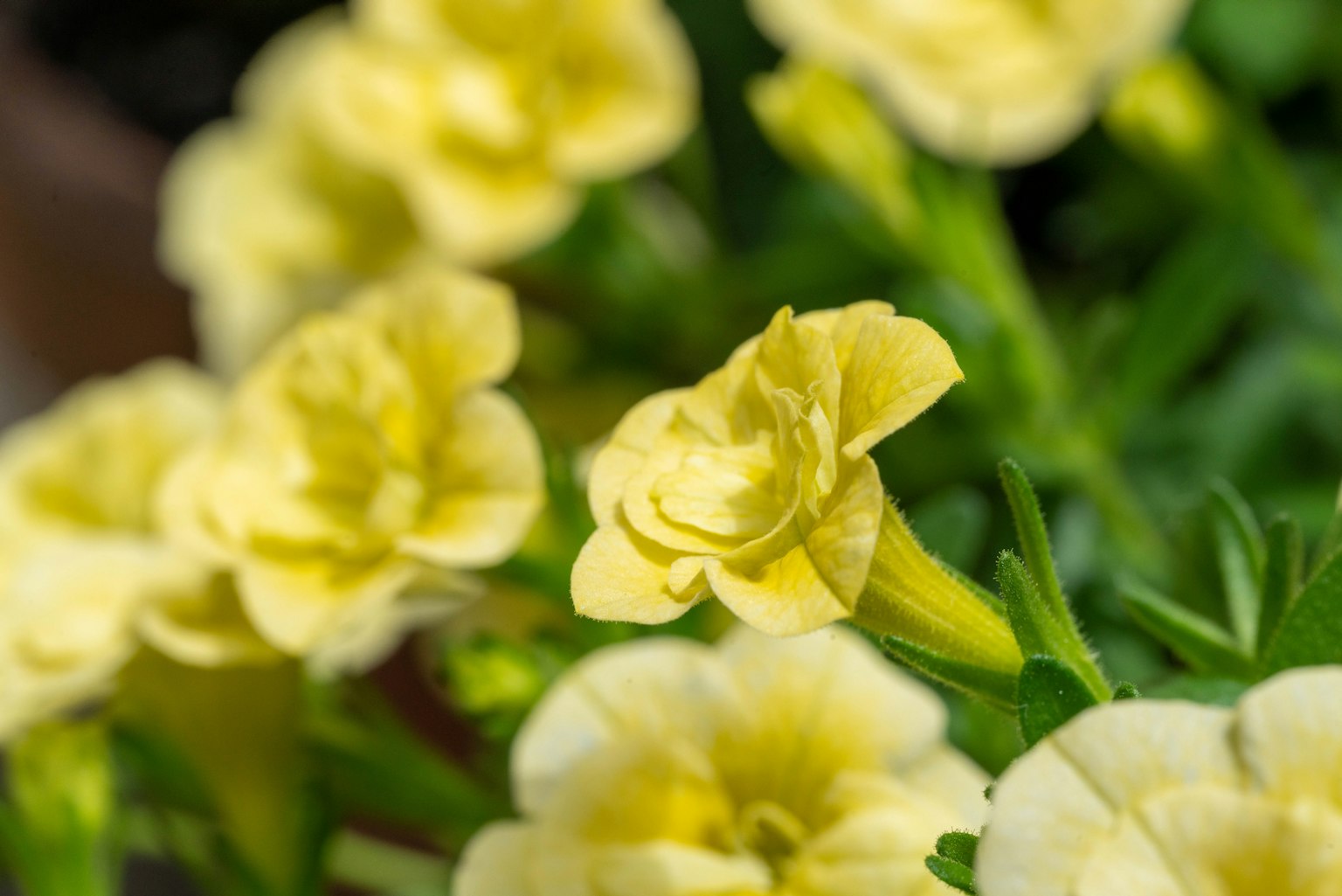 Gros plan de fleurs jaunes brillantes en pleine floraison sur des plantes vertes