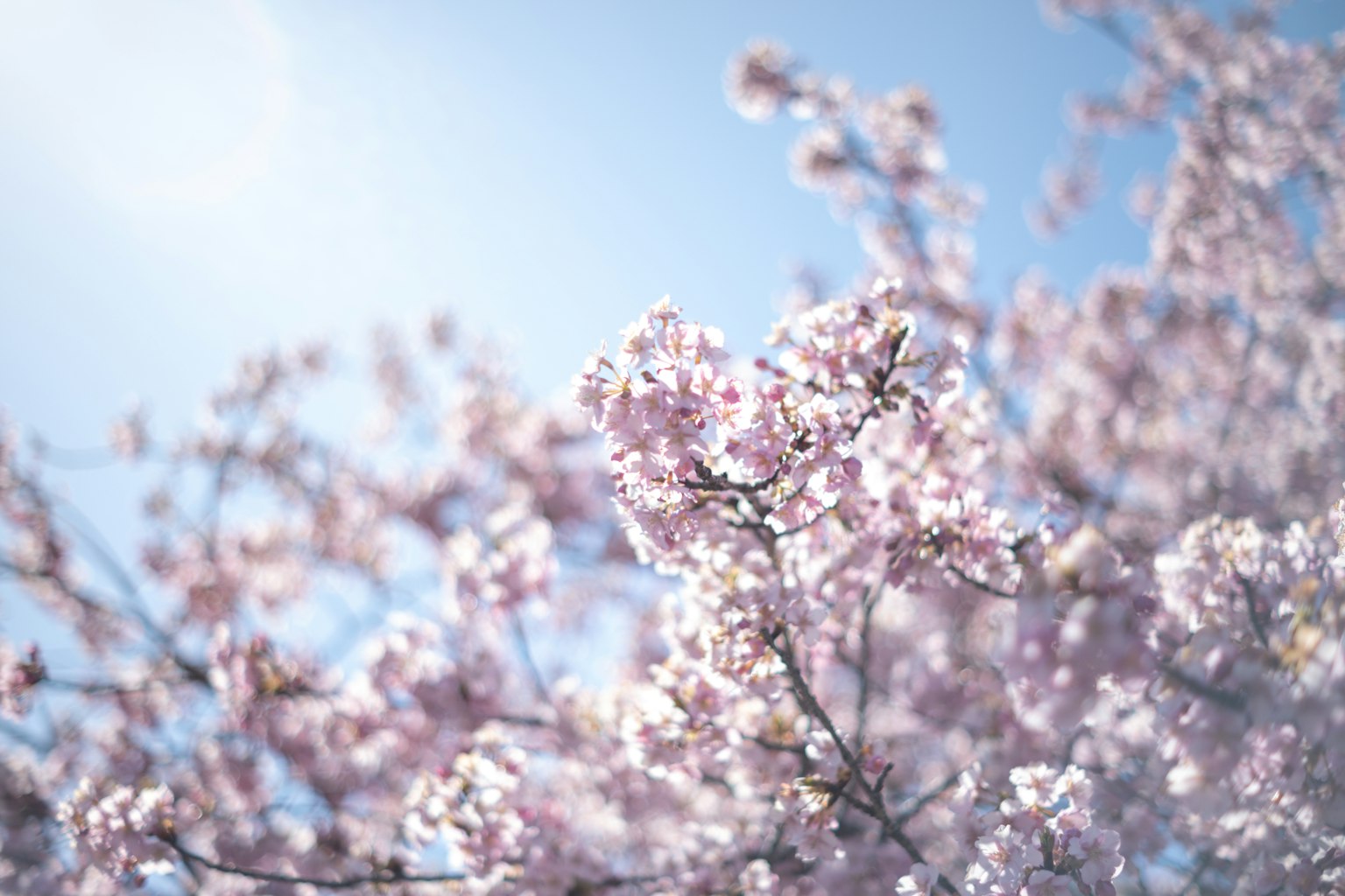 Cherry blossoms blooming against a blue sky