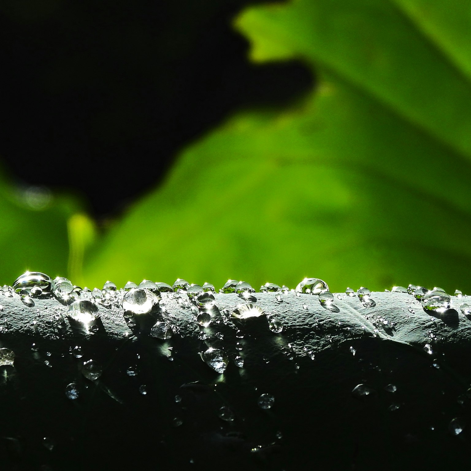 水滴がついた緑の葉の上の黒い表面のクローズアップ