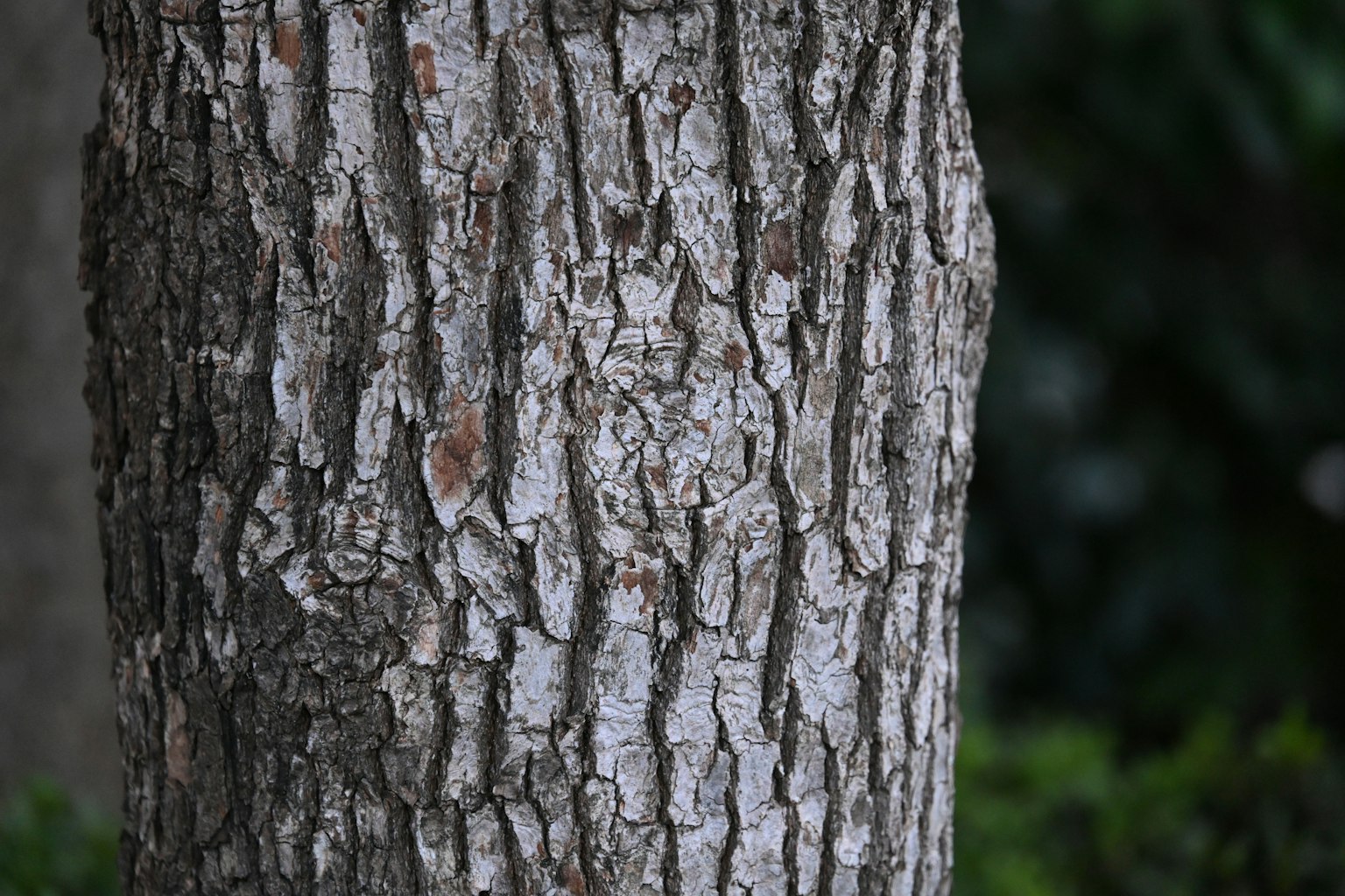 Detailed texture and color of a tree trunk