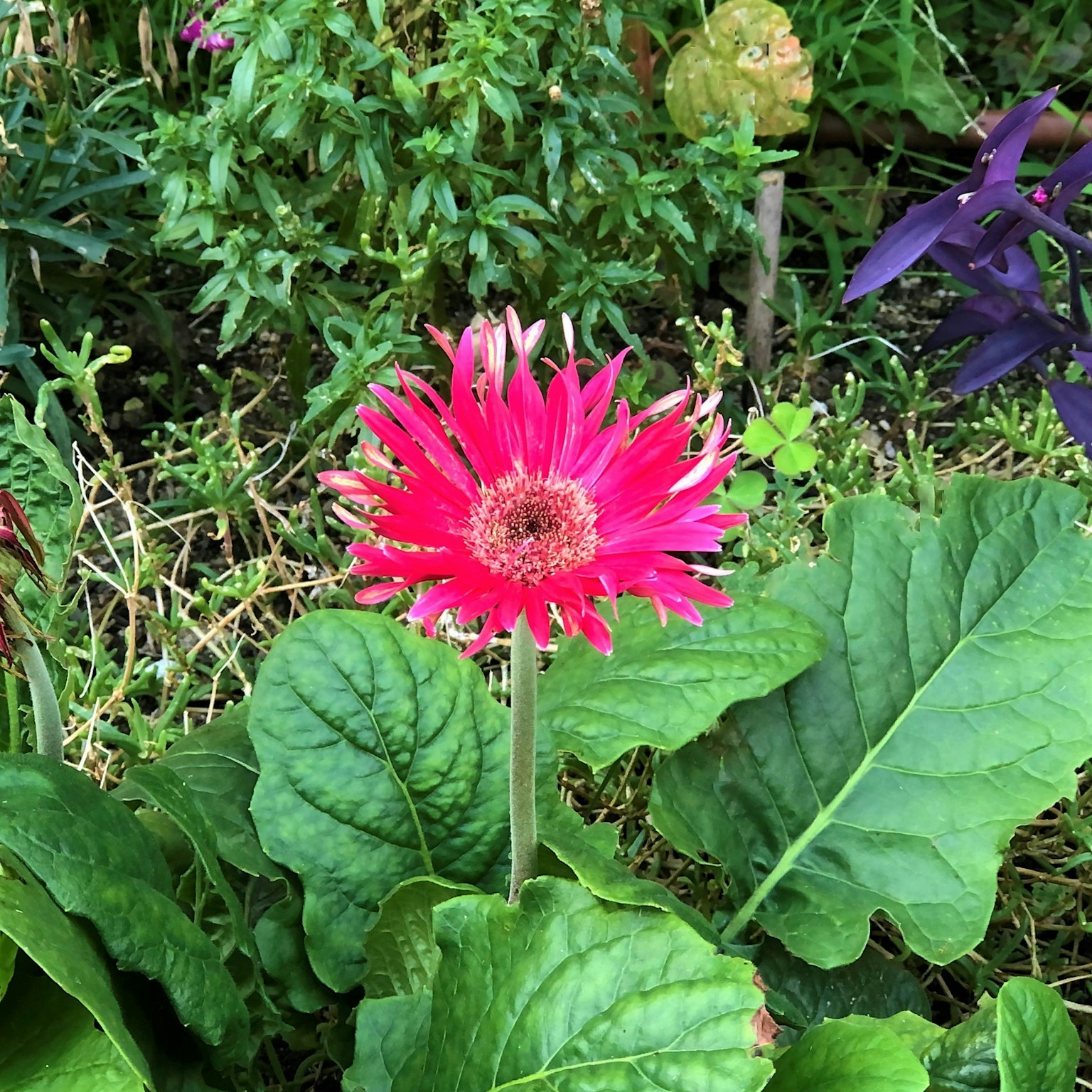 Fiore di gerbera rosa brillante circondato da foglie verdi in un giardino