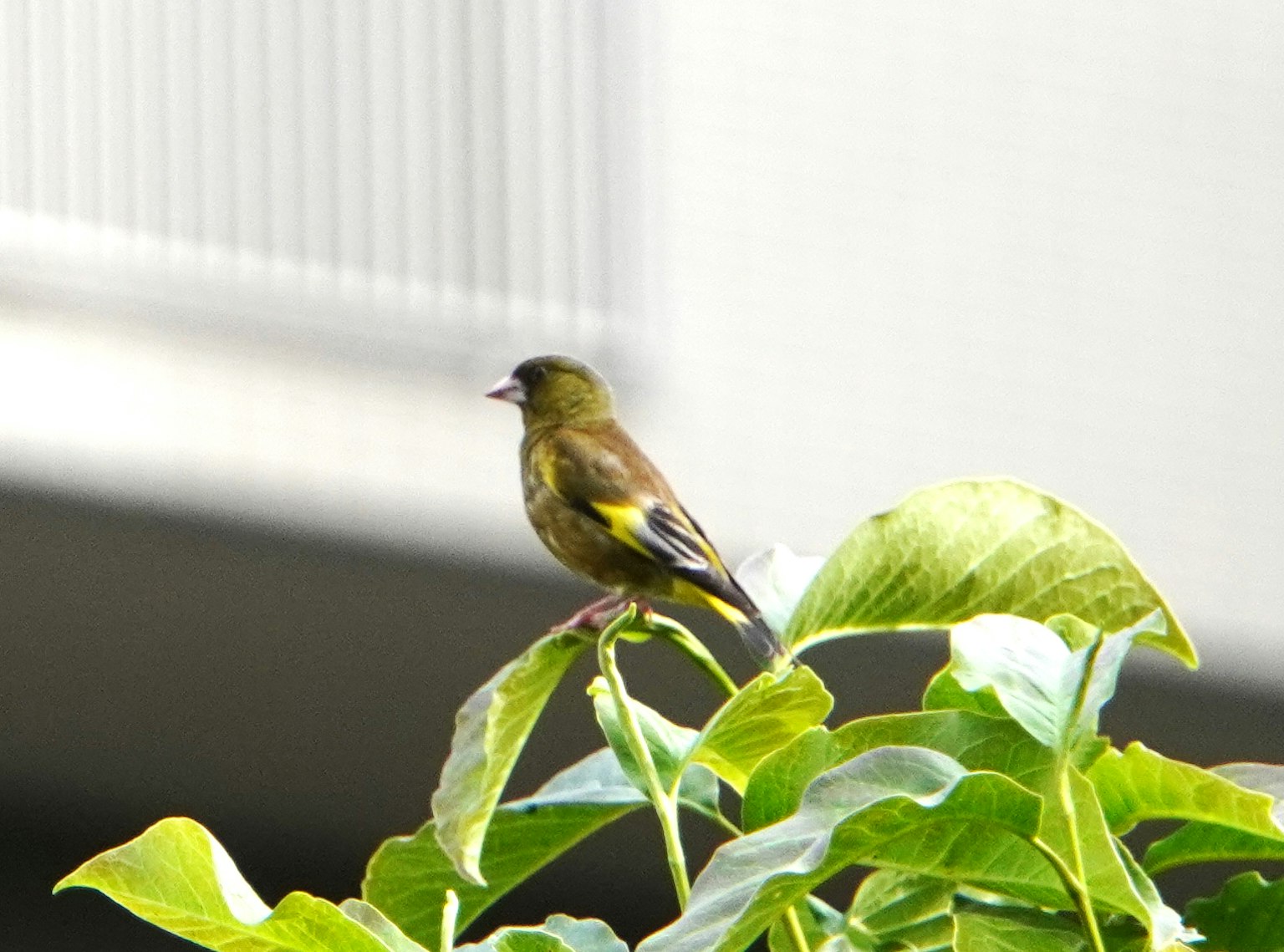 綠色鳥停在綠色葉子上