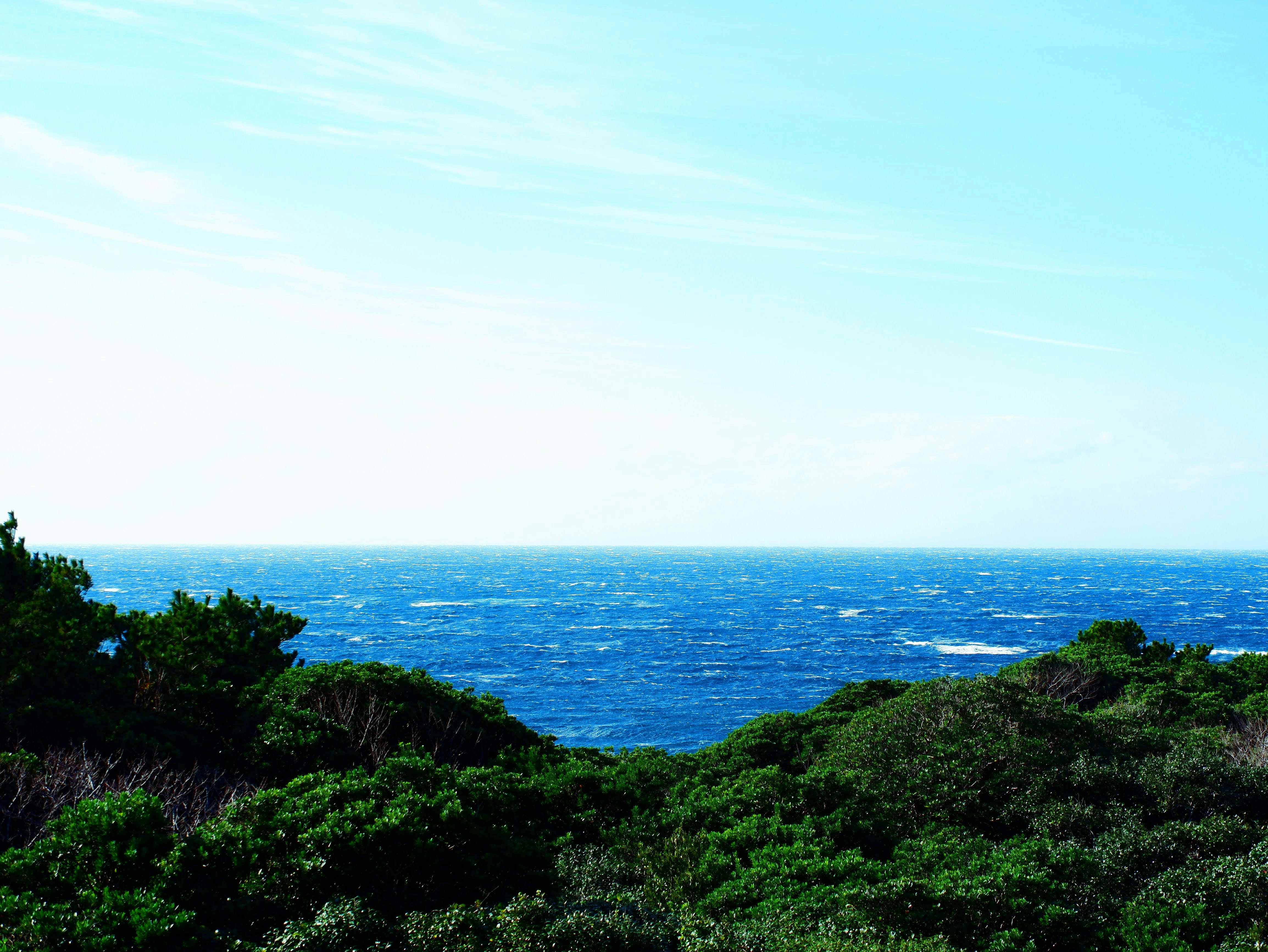 緑の茂みの向こうに広がる水平線と青い海の景色