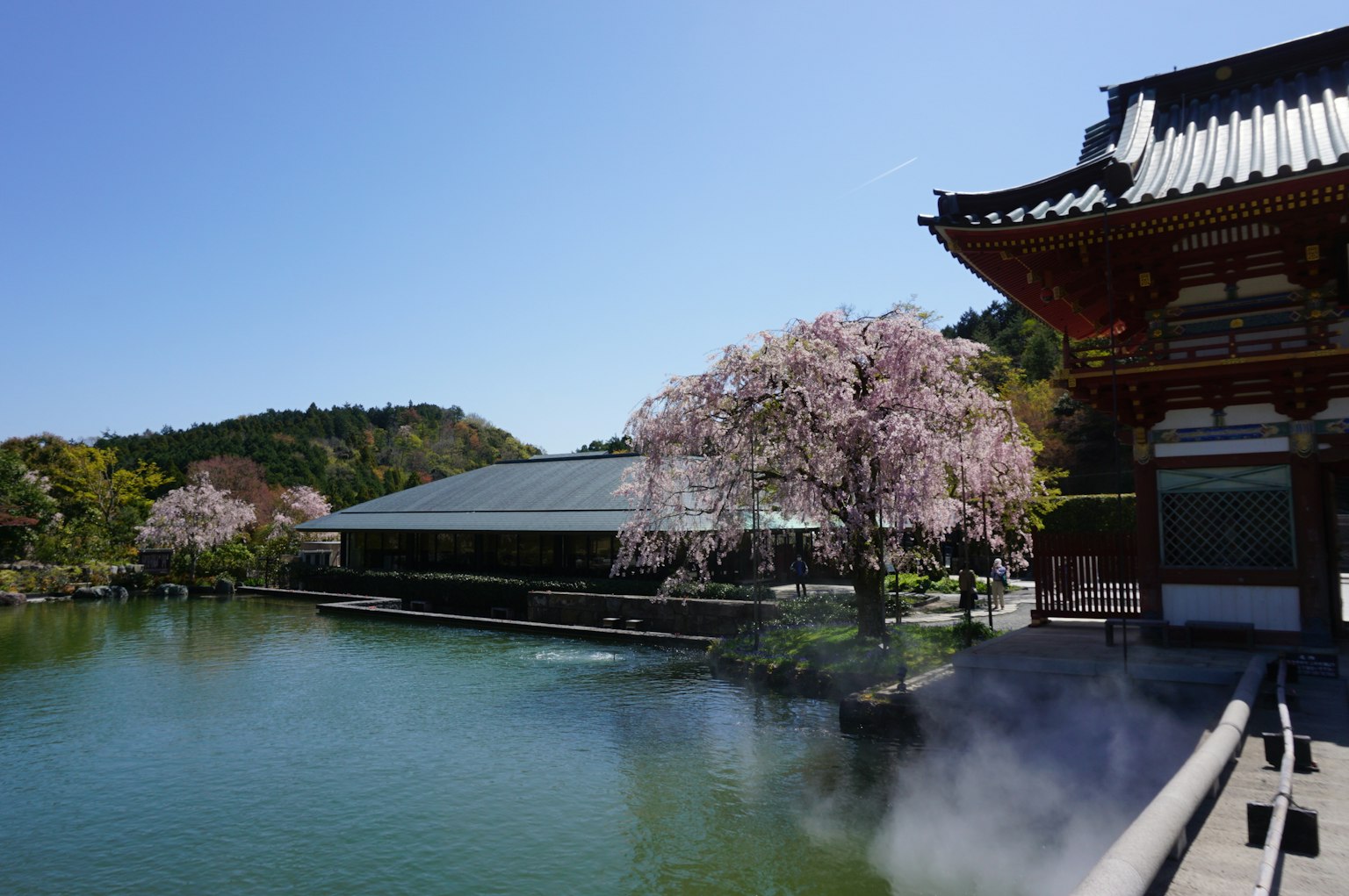 Arbres en fleurs de cerisier et paysage au bord de l'eau avec un bâtiment traditionnel