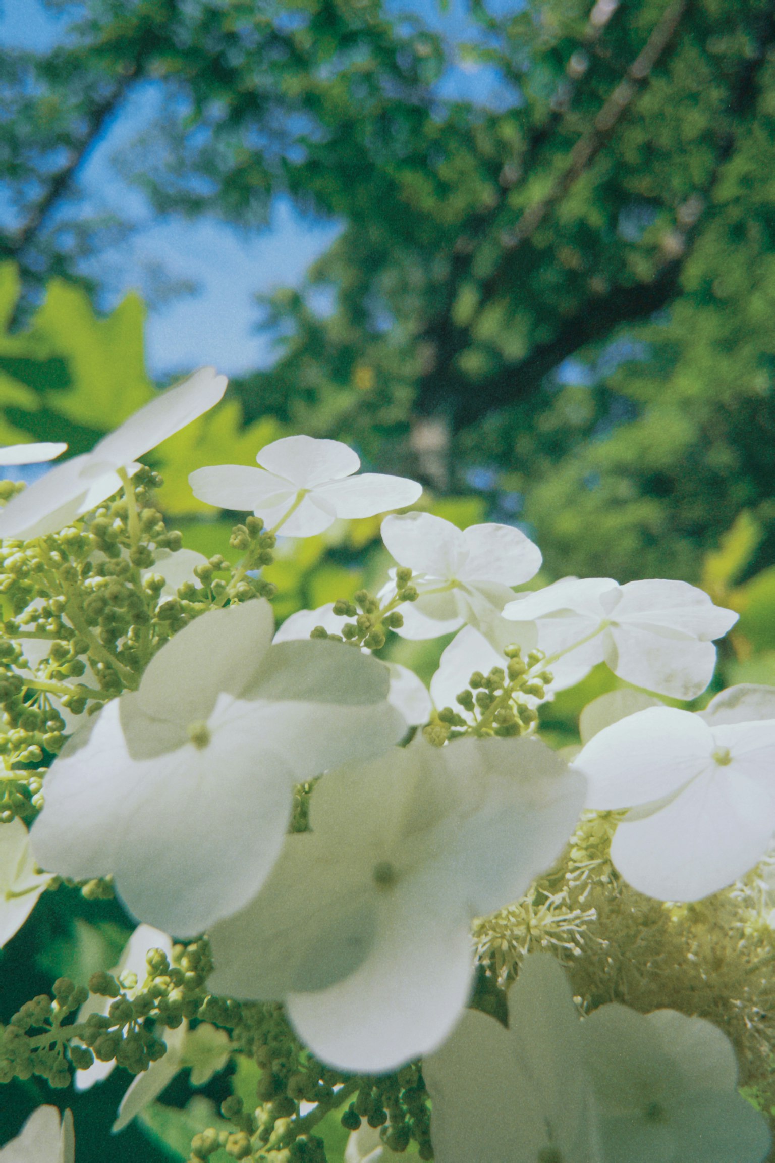 Beautiful scene featuring white flowers and green leaves