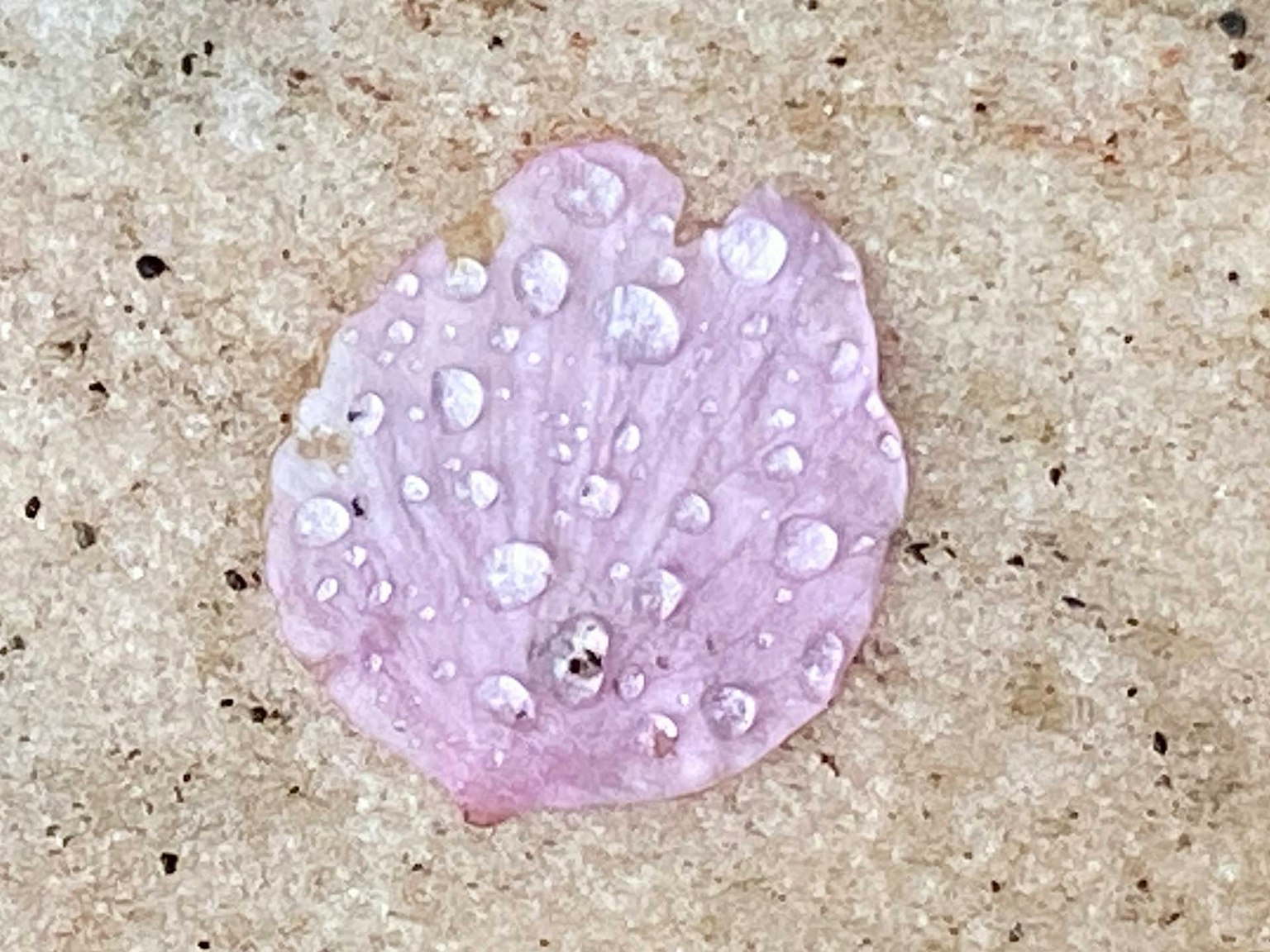 Ein rosa Kirschblütenblatt mit Wassertropfen auf Sand