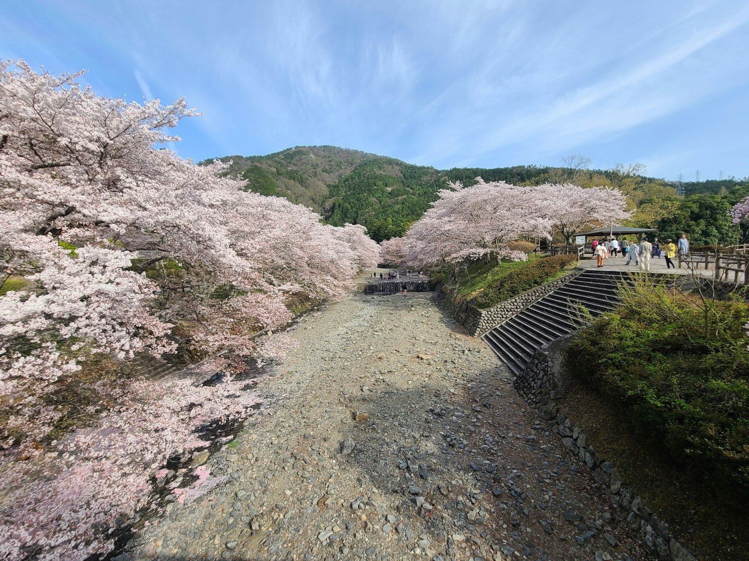 桜の木が咲き誇る川の風景と青空