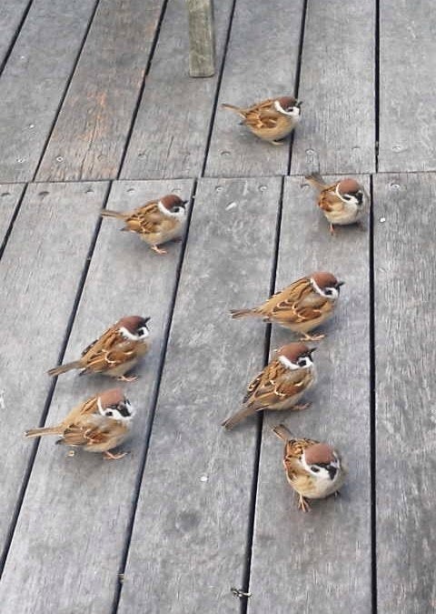 木の床の上に並ぶスズメの集合