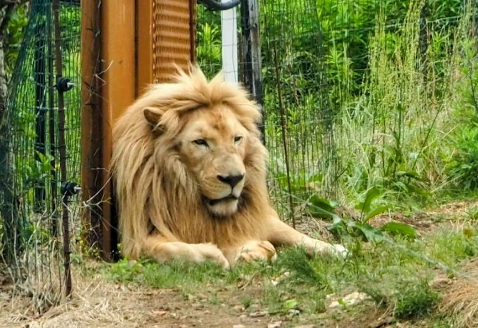Un maestoso leone con una criniera dorata sdraiato sull'erba
