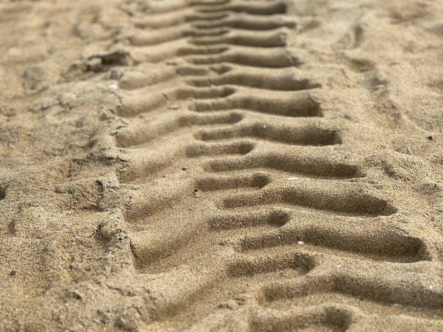 Tire tracks on a sandy beach