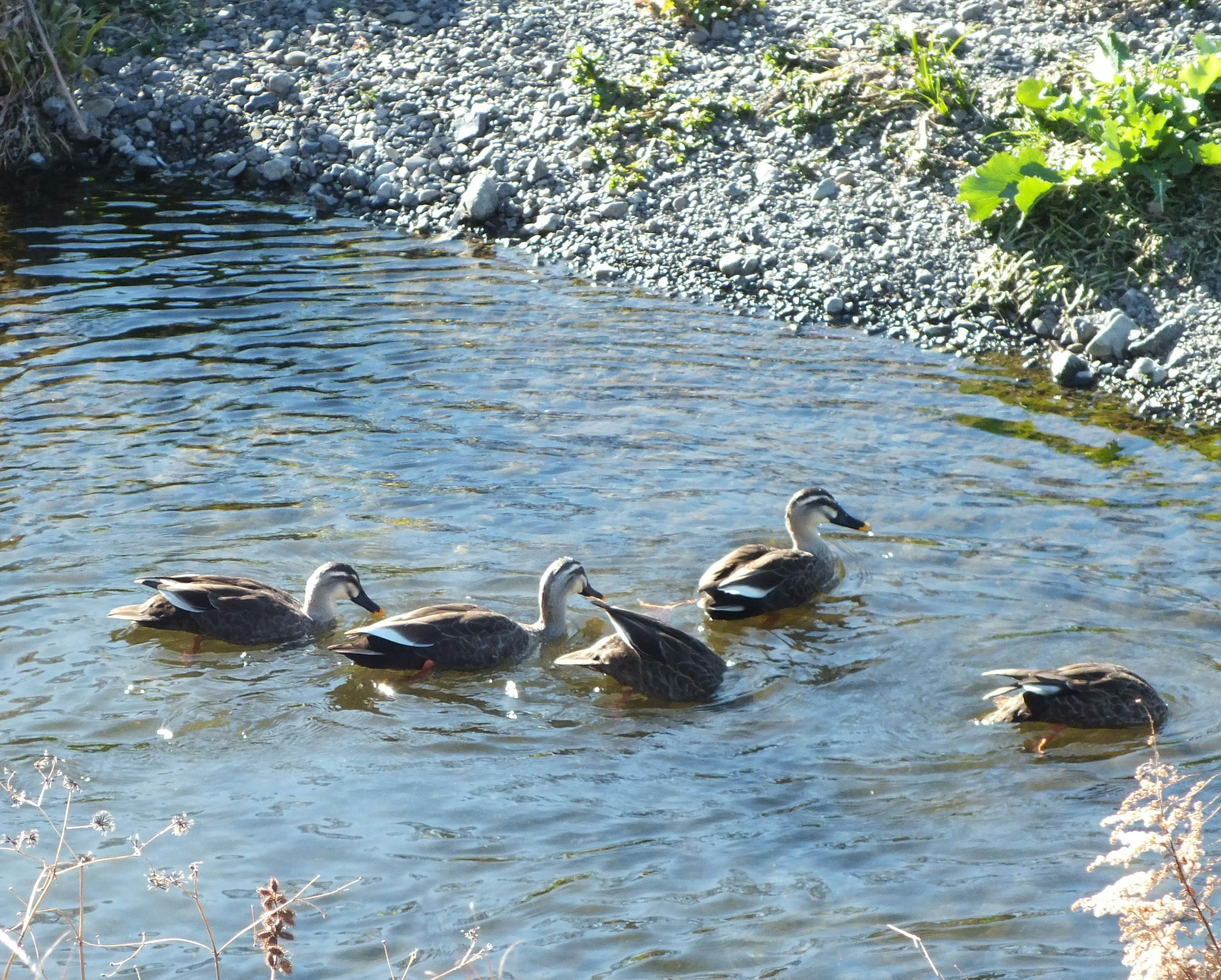 un gruppo di anatre che nuota vicino alla riva del fiume