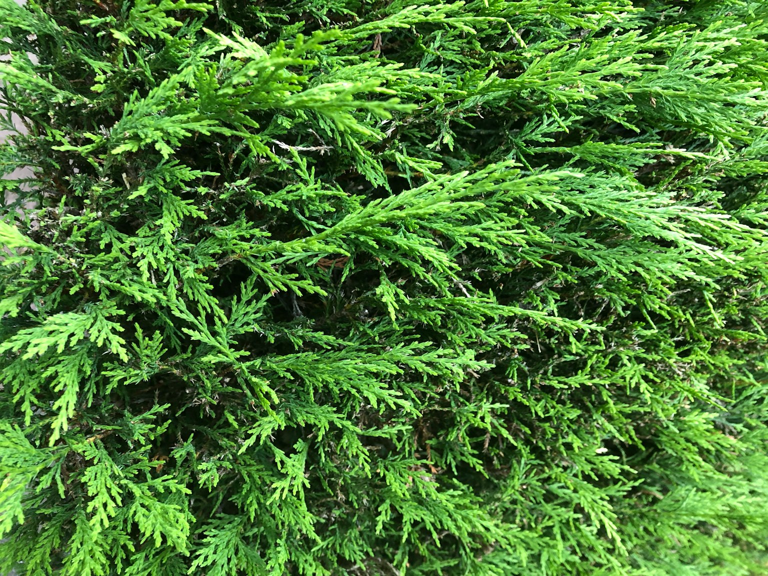 茂密灌木的郁郁葱葱的绿叶