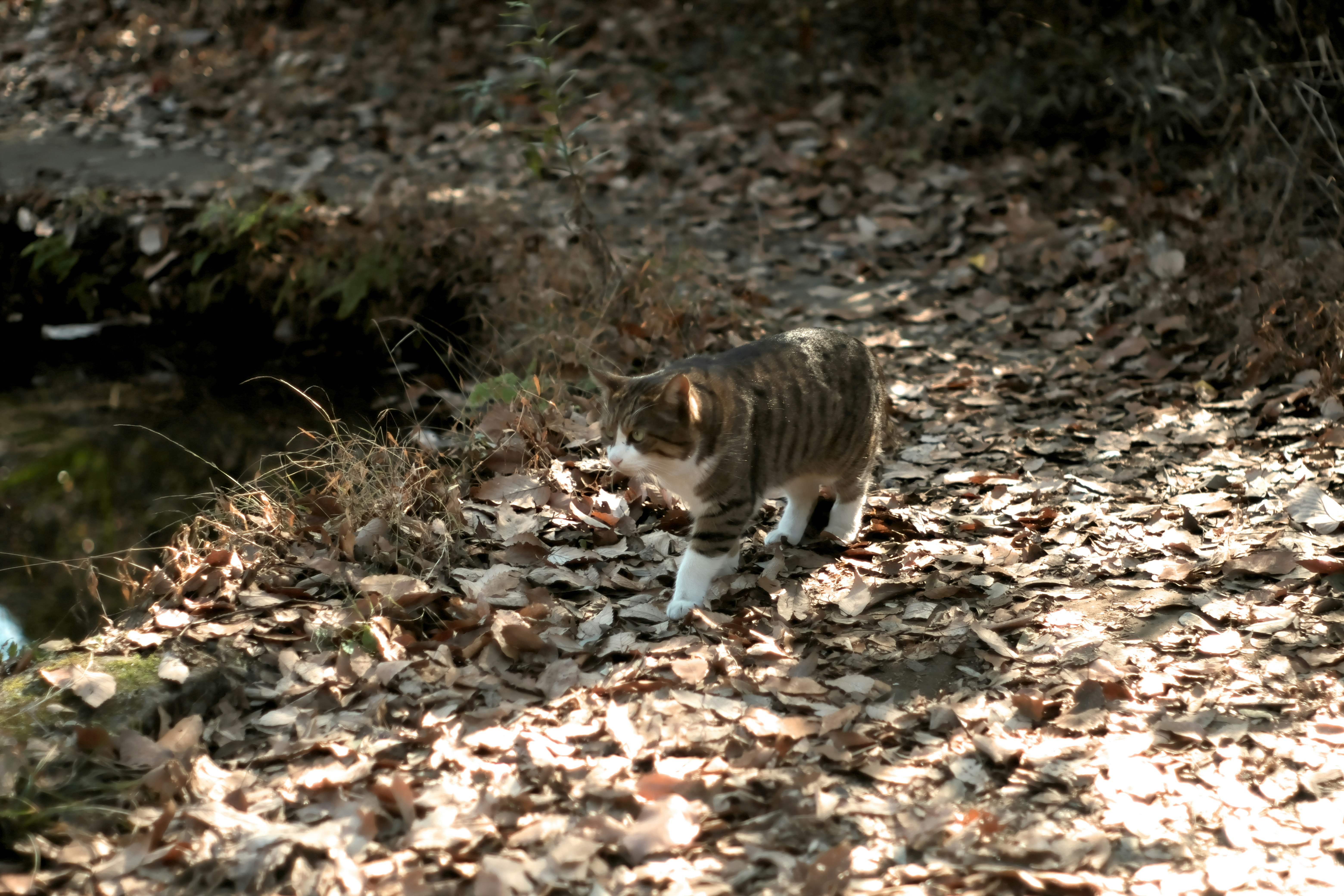 gestreifte Katze läuft auf einem mit Blättern bedeckten Weg