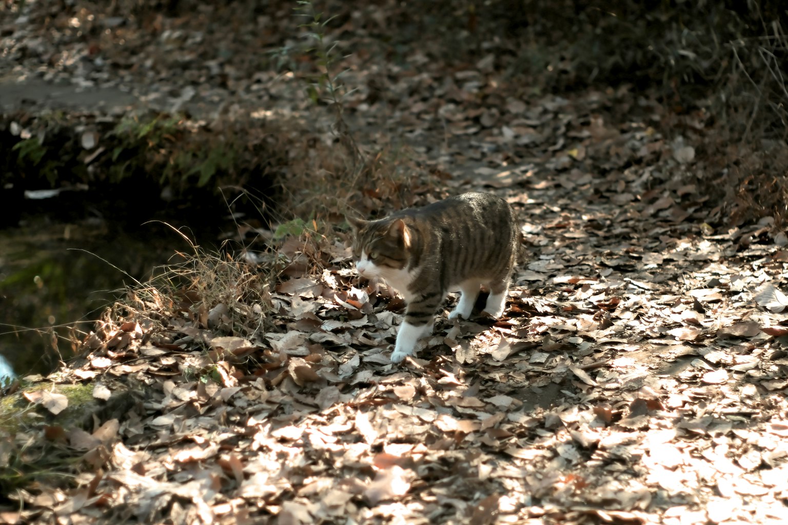 Eine Katze, die auf gefallenen Blättern neben einem Bach geht
