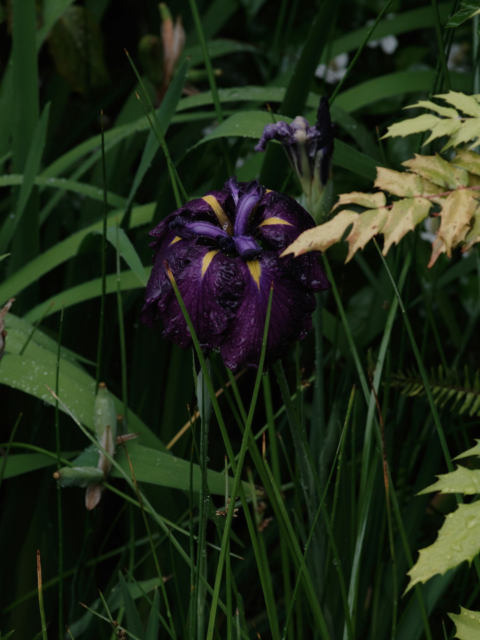 Une fleur violette fleurissant parmi l'herbe verte