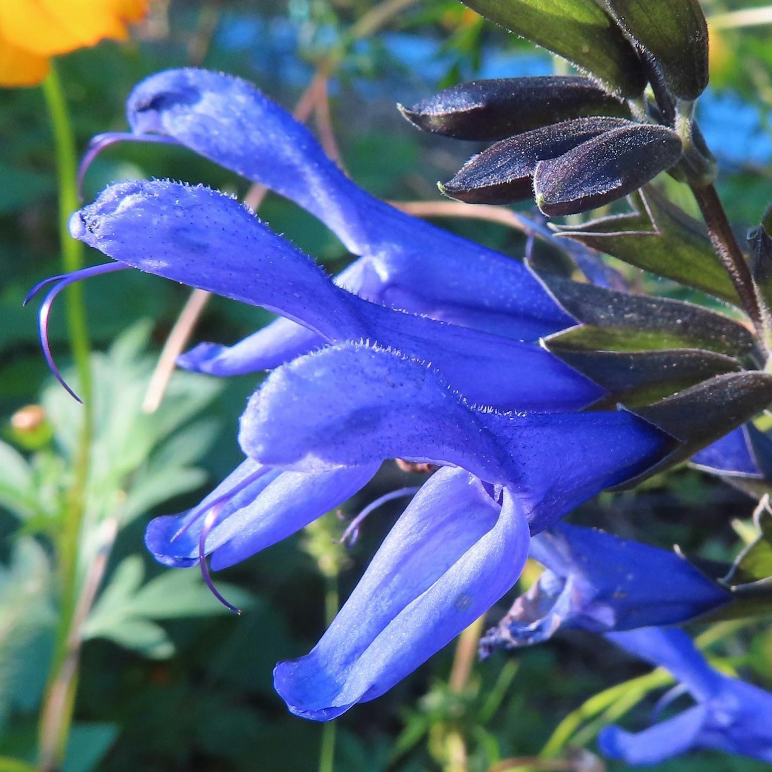Primo piano di fiori blu-viola vivaci su una pianta