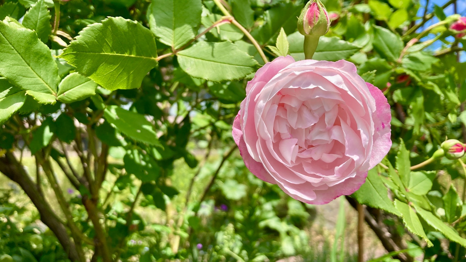 Une rose rose fleurissant parmi des feuilles vertes