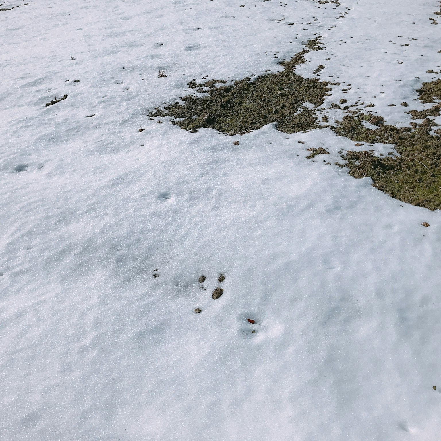 A snowy landscape with visible footprints on the ground