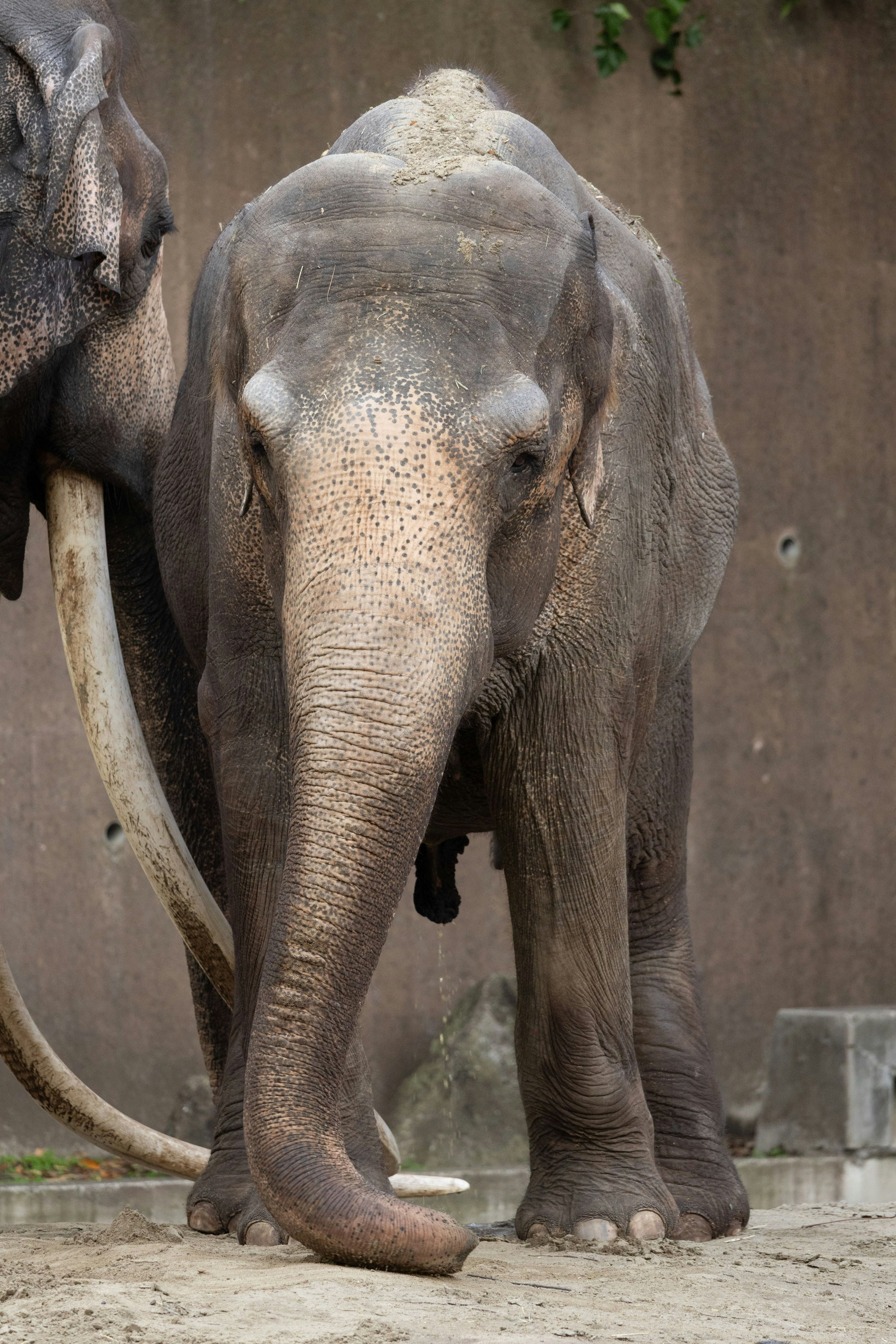 動物園の象の正面に近い姿