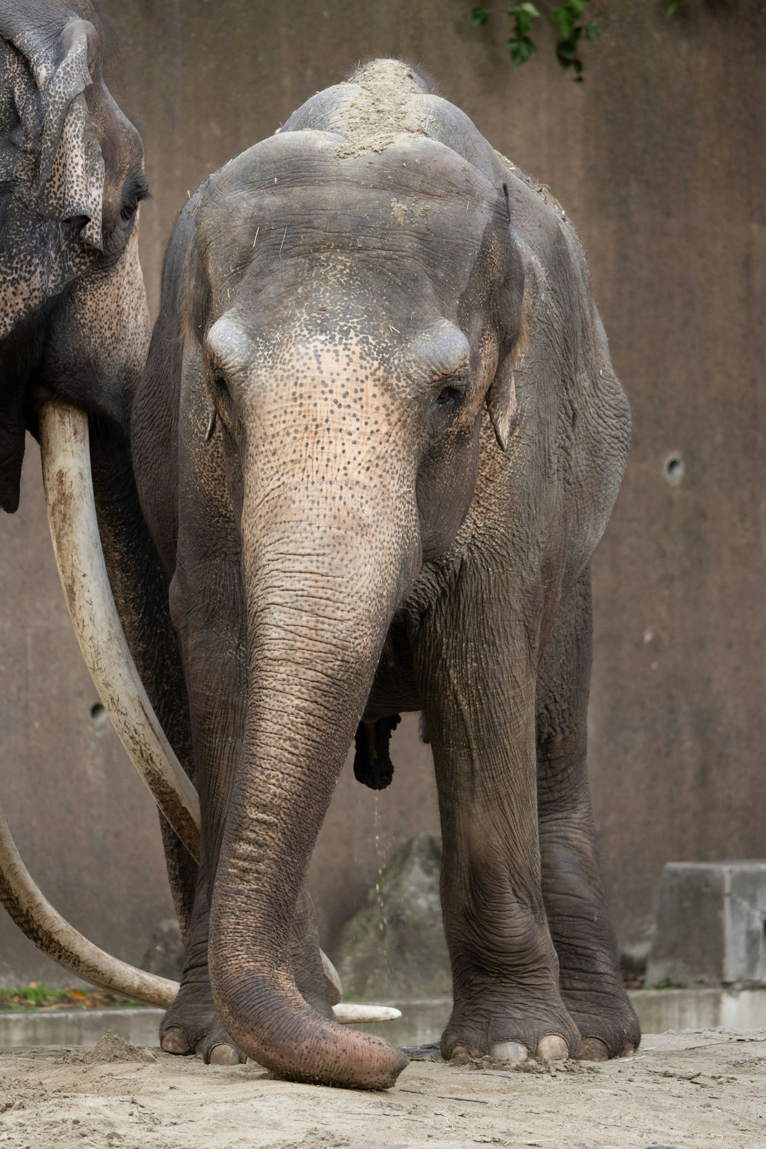 Gajah Asia berdiri di lingkungan kebun binatang