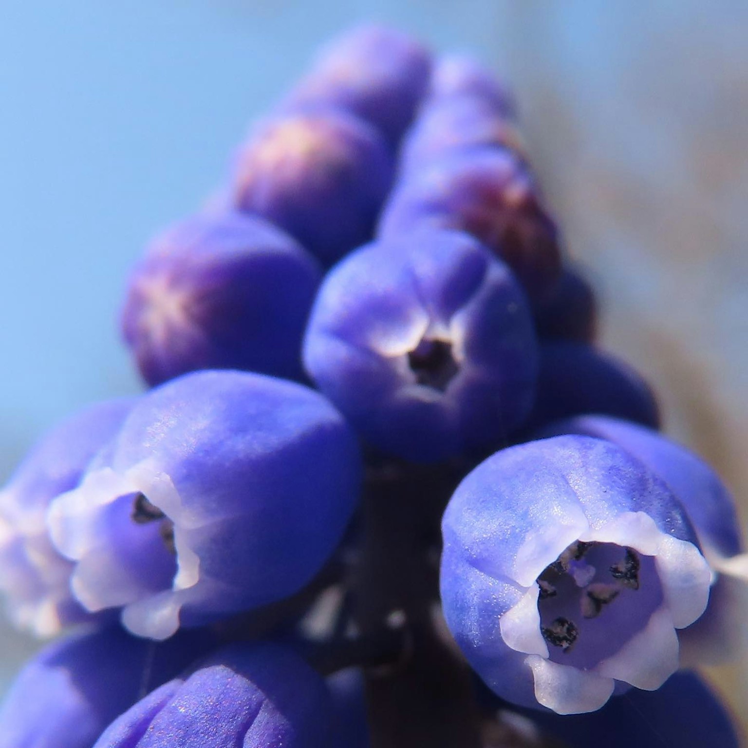 Primer plano de flores azul púrpura vibrantes con varios capullos en flor