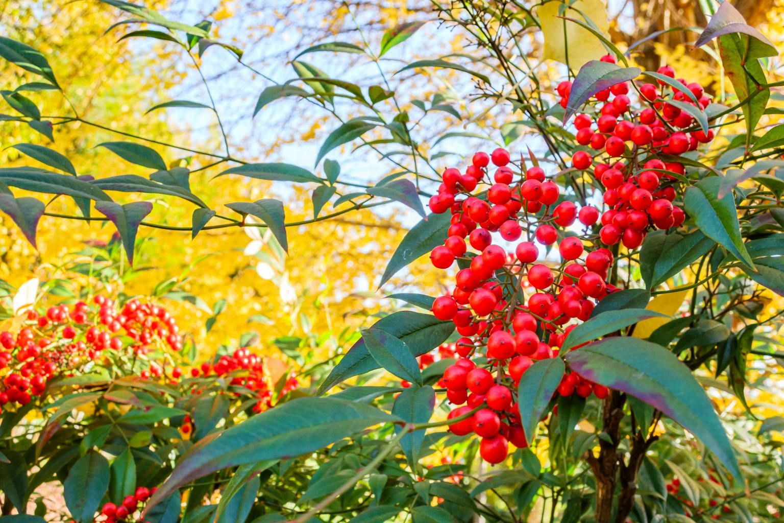 Ramo con bacche rosse e foglie gialle sullo sfondo