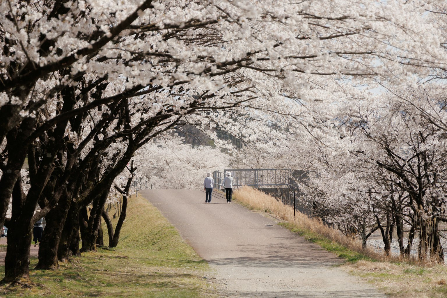 Des personnes marchant le long d'un chemin bordé d'arbres en fleurs de cerisier