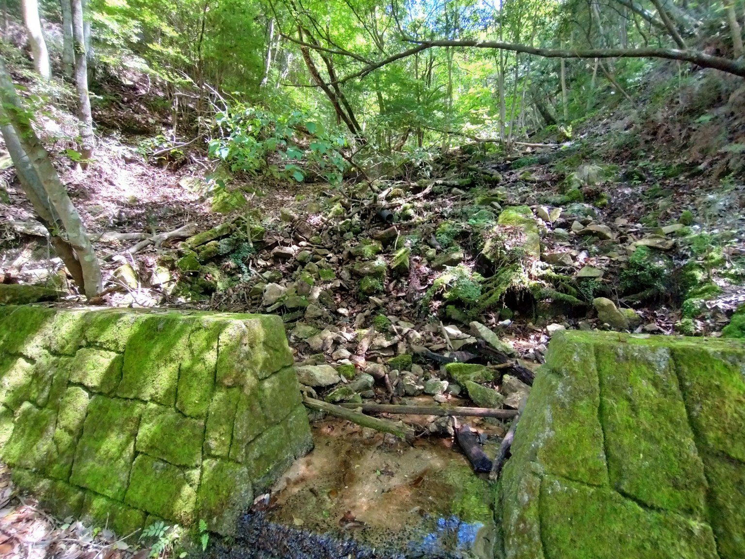 Ruscello di pietra con rocce coperte di muschio in una foresta lussureggiante