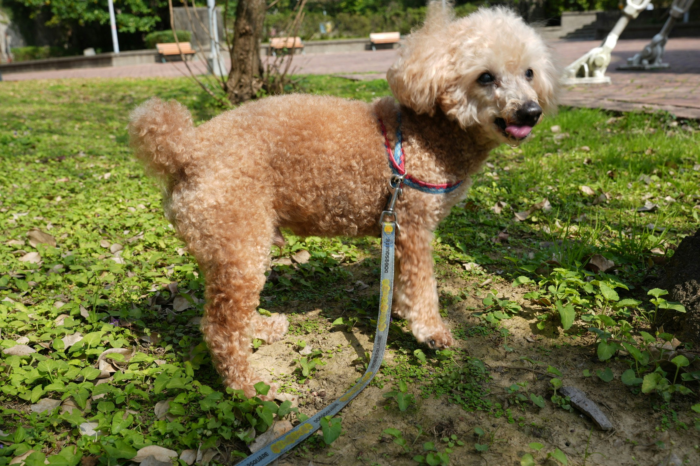 公園でリードをつけた茶色のプードルが立っている