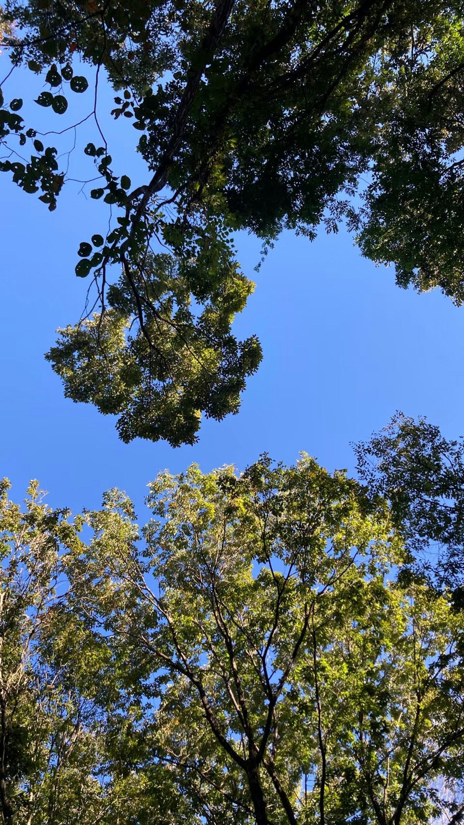 View of green leaves and treetops against a blue sky