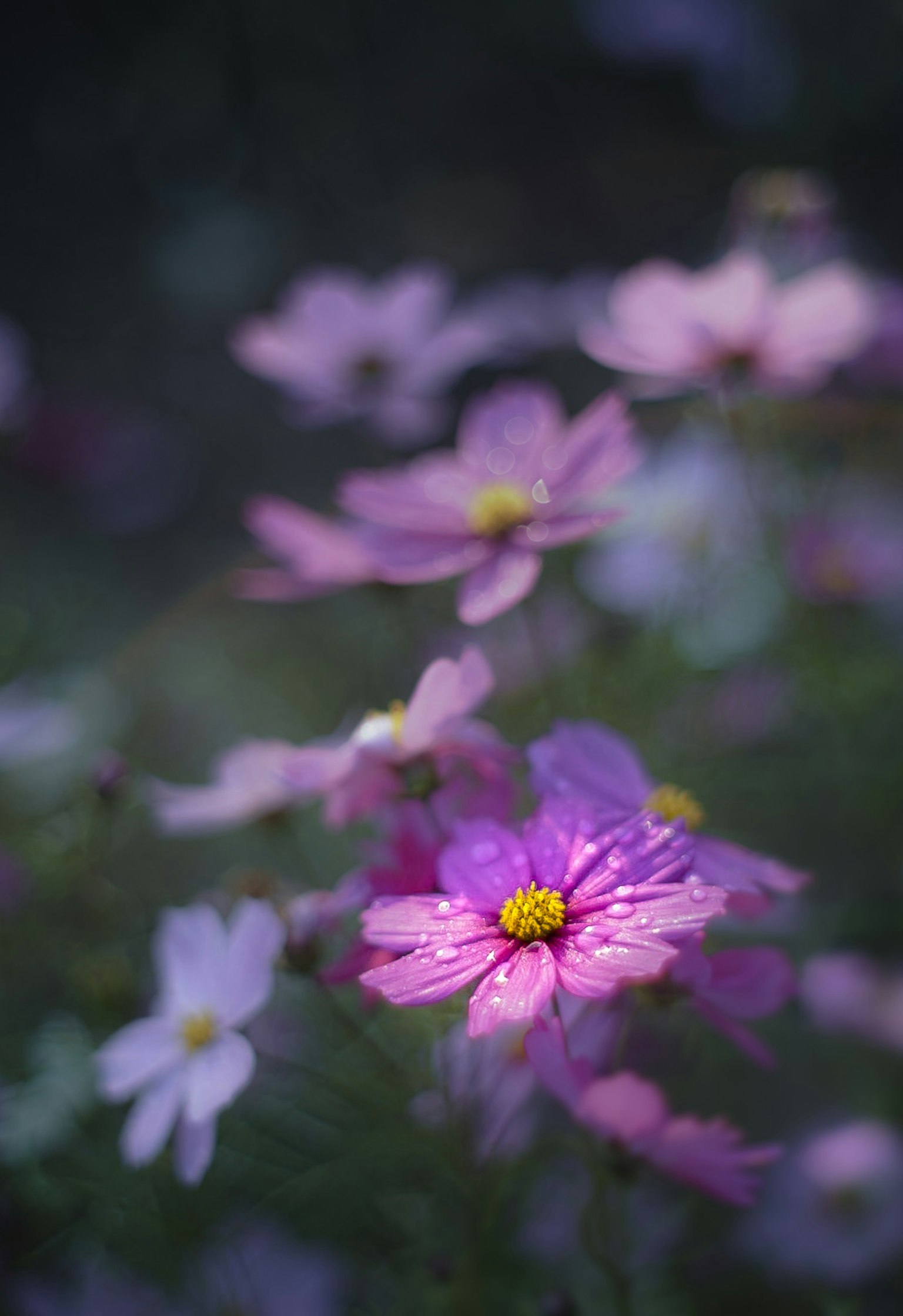 一幅柔和色彩的场景，盛开的宇宙花