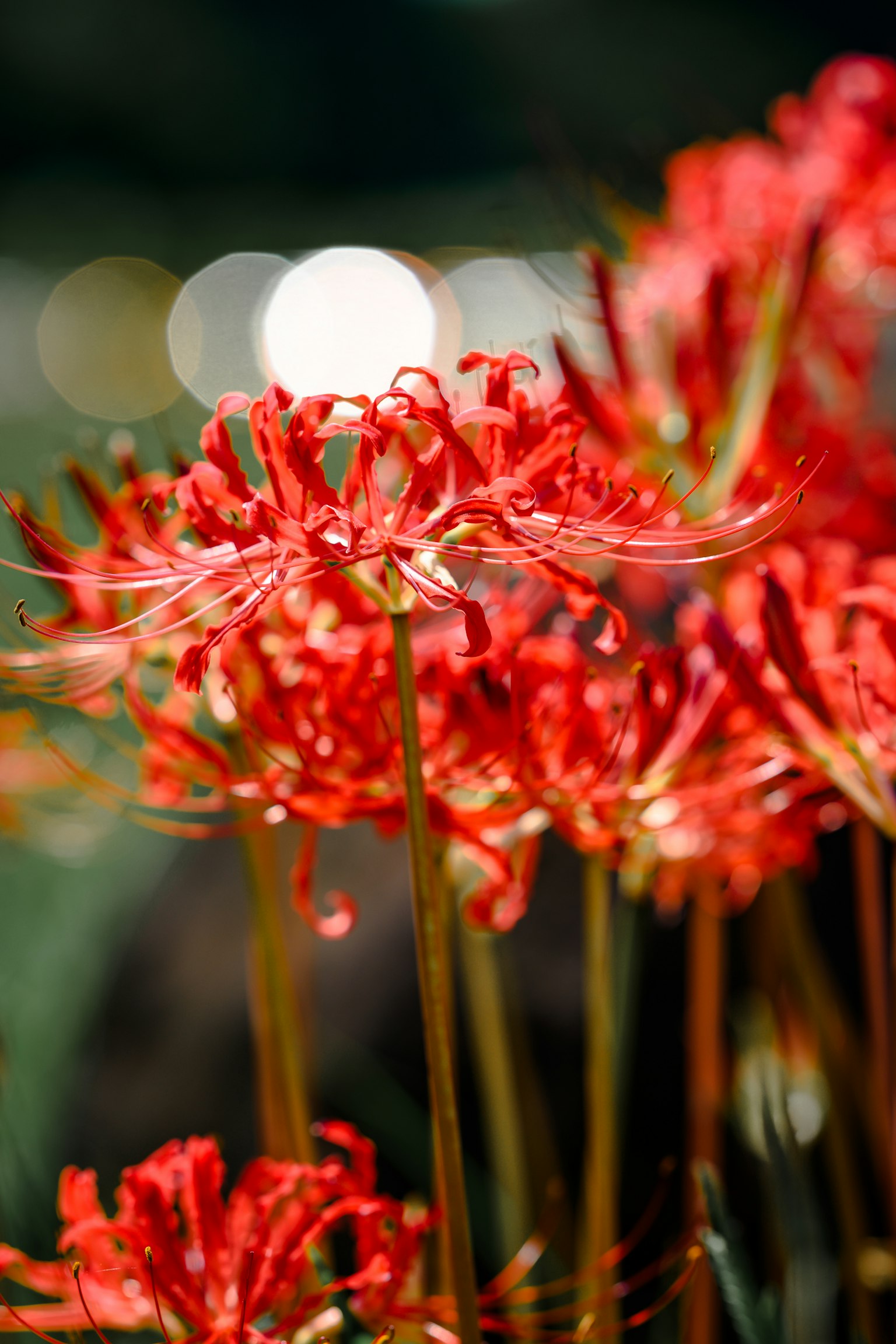 A vibrant cluster of red spider lilies in bloom