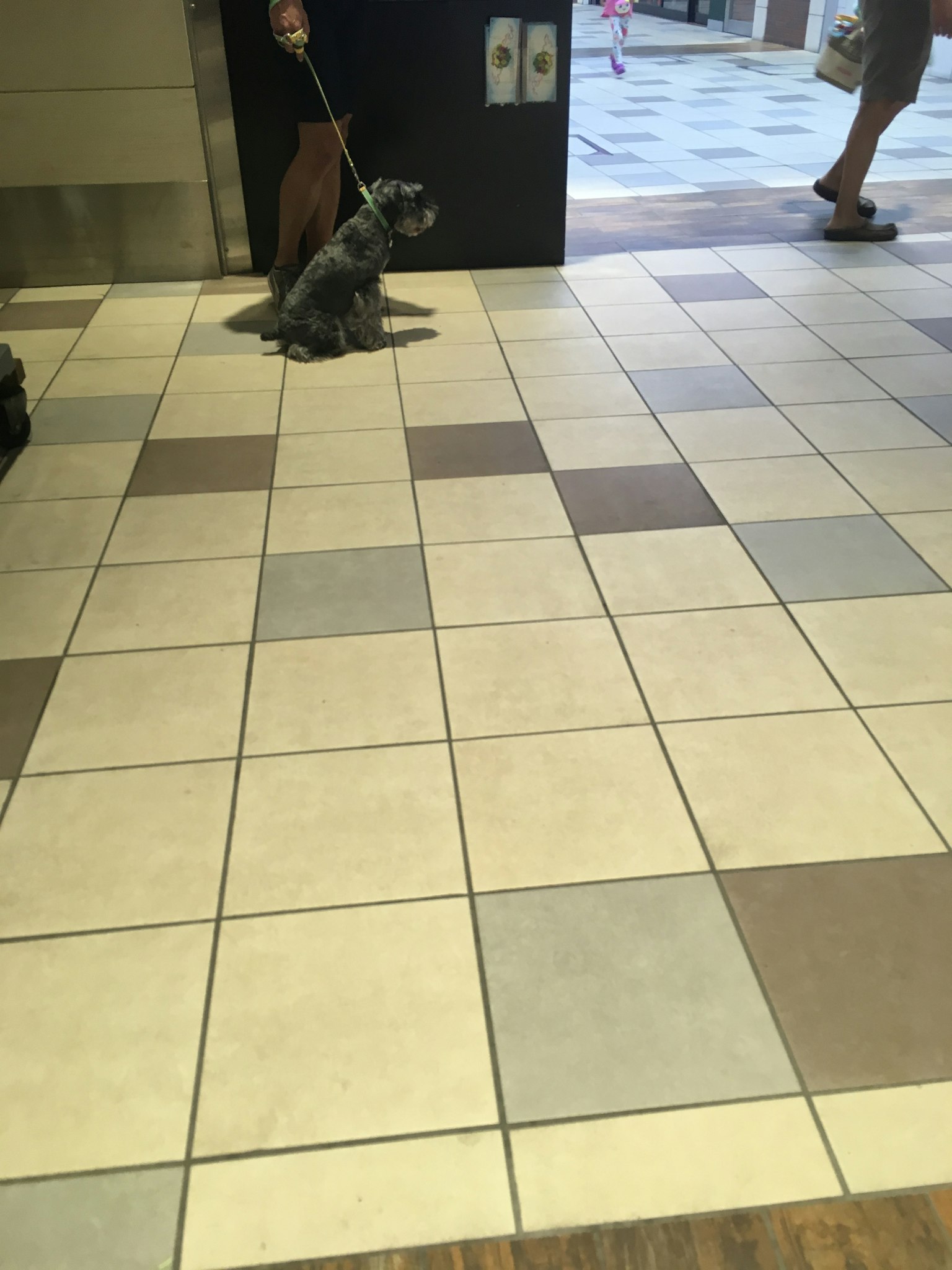 Ein Hund an der Leine sitzt auf einem gefliesten Boden in einem öffentlichen Raum