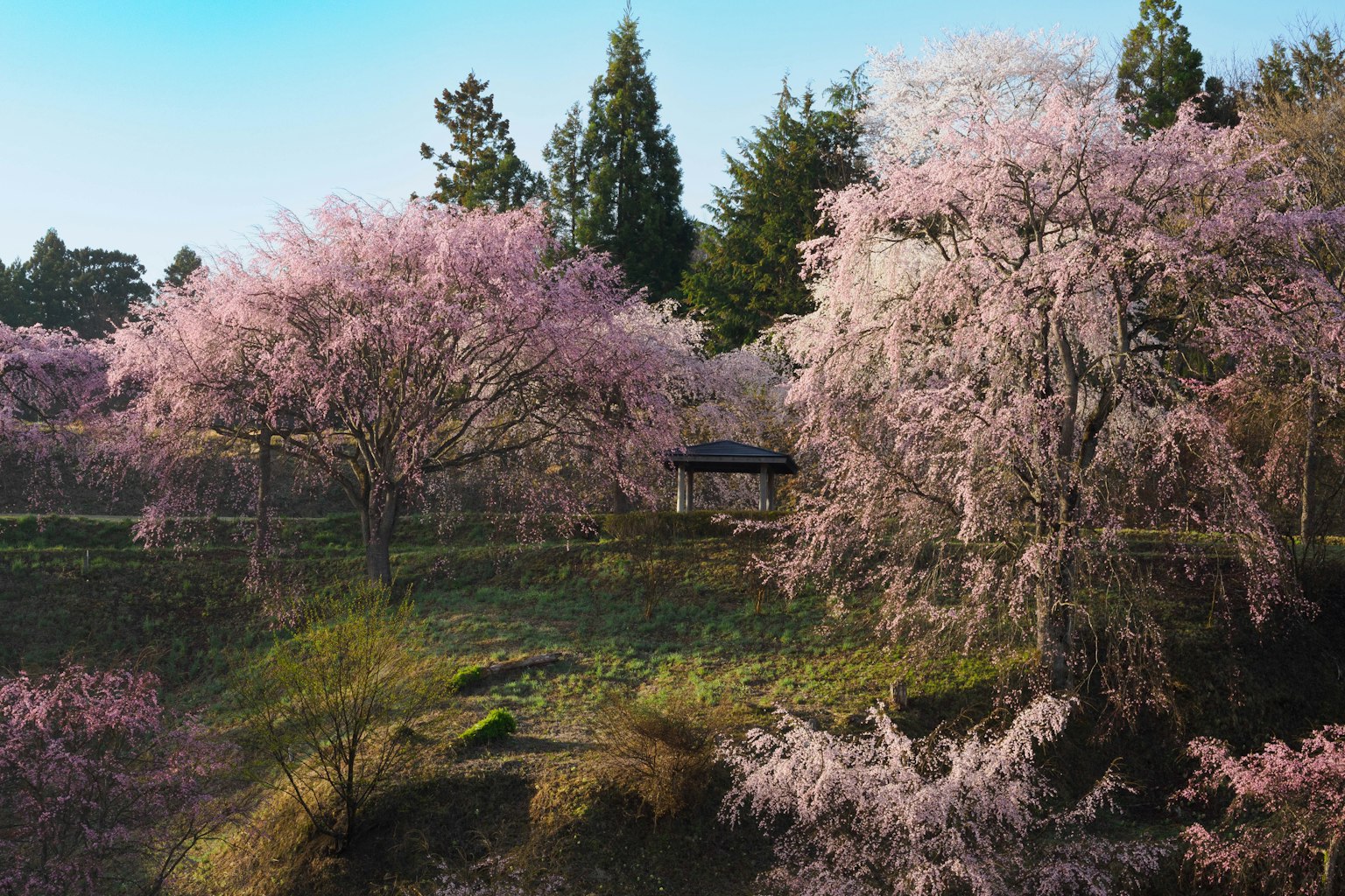 ทิวทัศน์ที่สวยงามพร้อมต้นซากุระบานสะพรั่ง ท้องฟ้าสีฟ้าและหญ้าสีเขียว