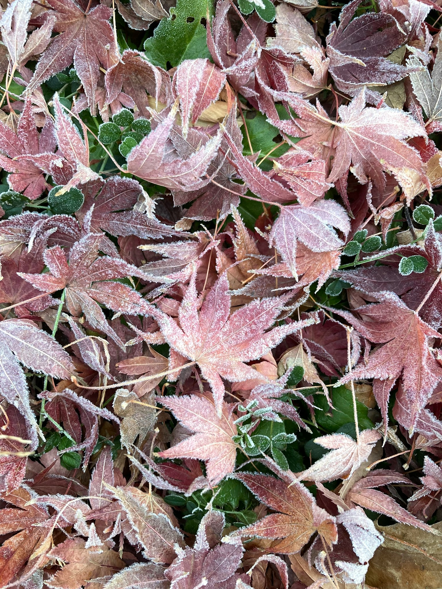 Gefrorene Herbstblätter, die auf dem Boden verstreut sind
