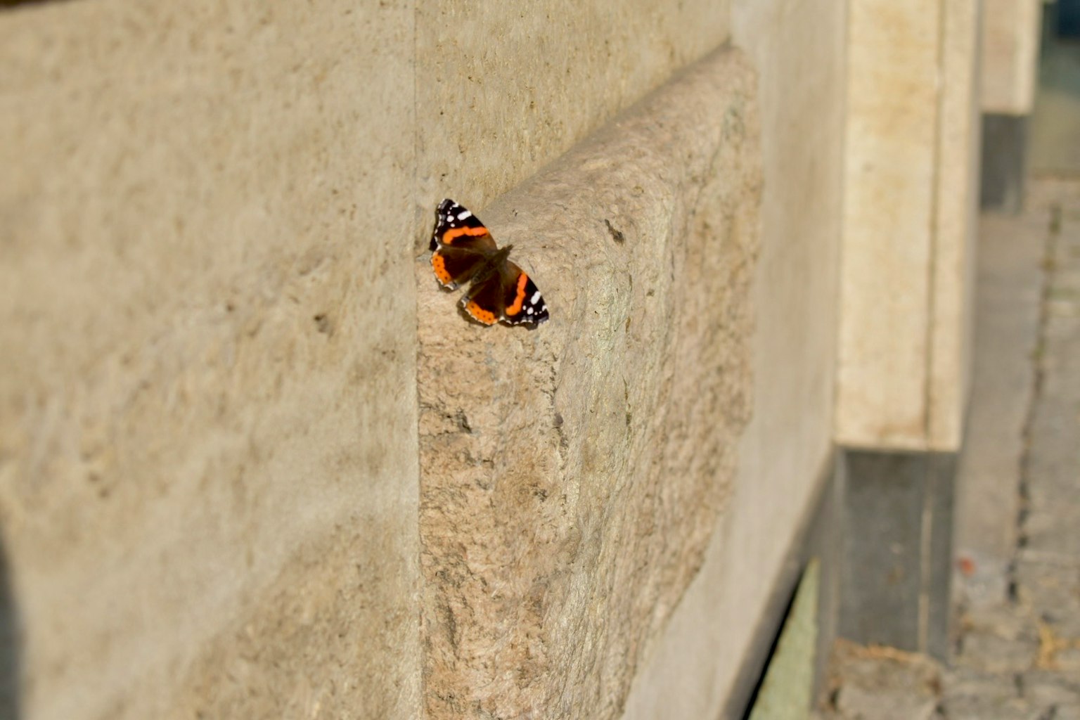 Nahaufnahme eines schönen Schmetterlings, der auf einer Wand sitzt
