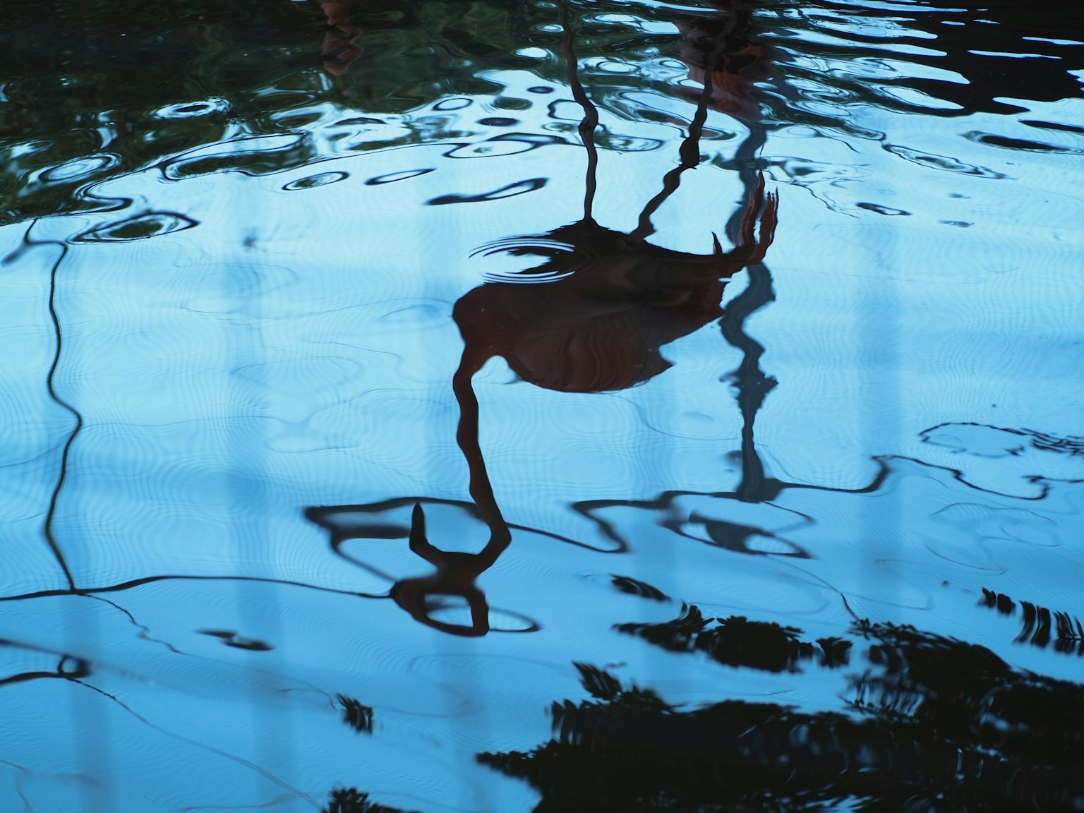 Reflection of a flamingo on a blue water surface
