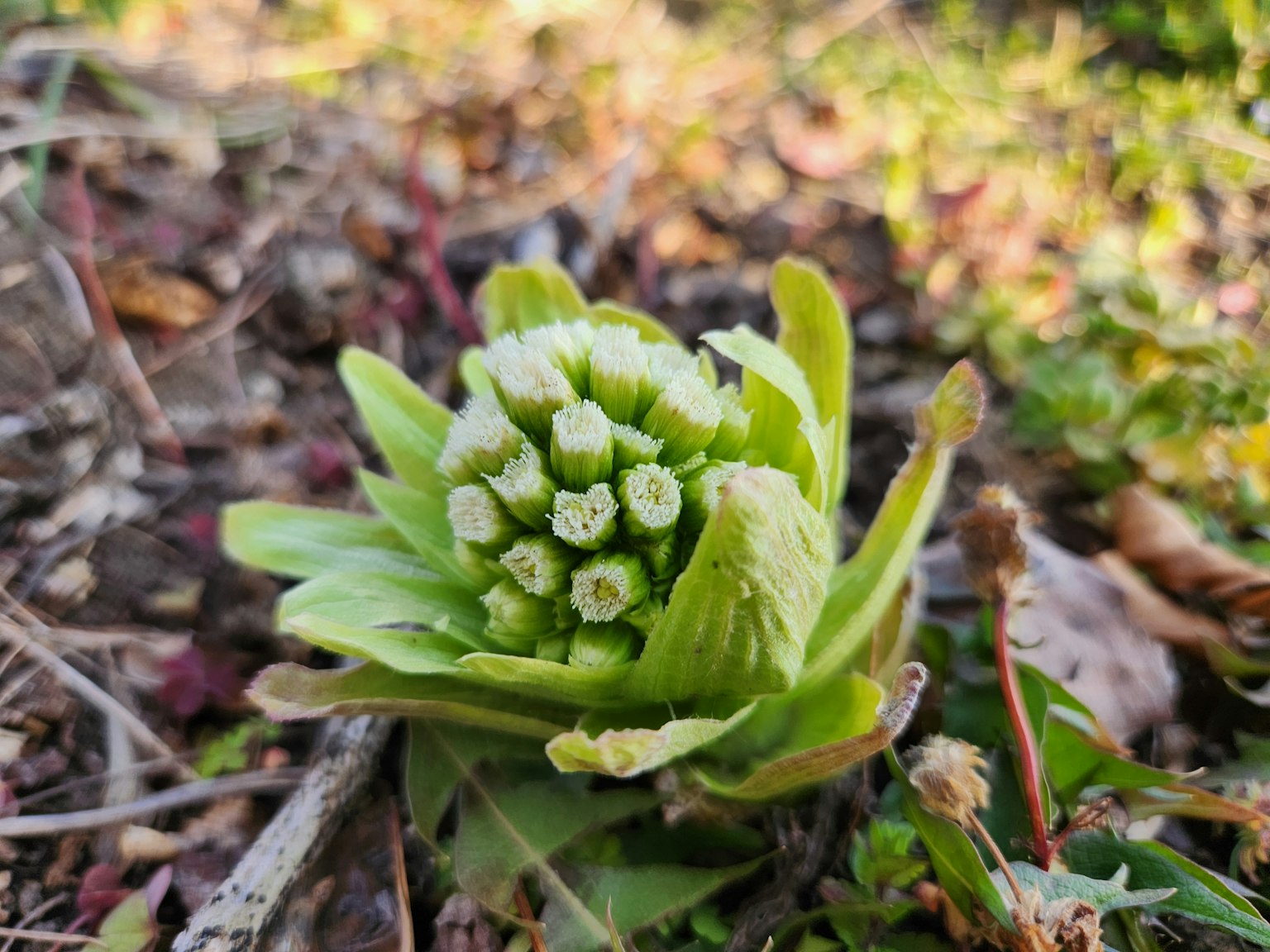 福基植物的新芽从地面冒出，预示着春天的到来