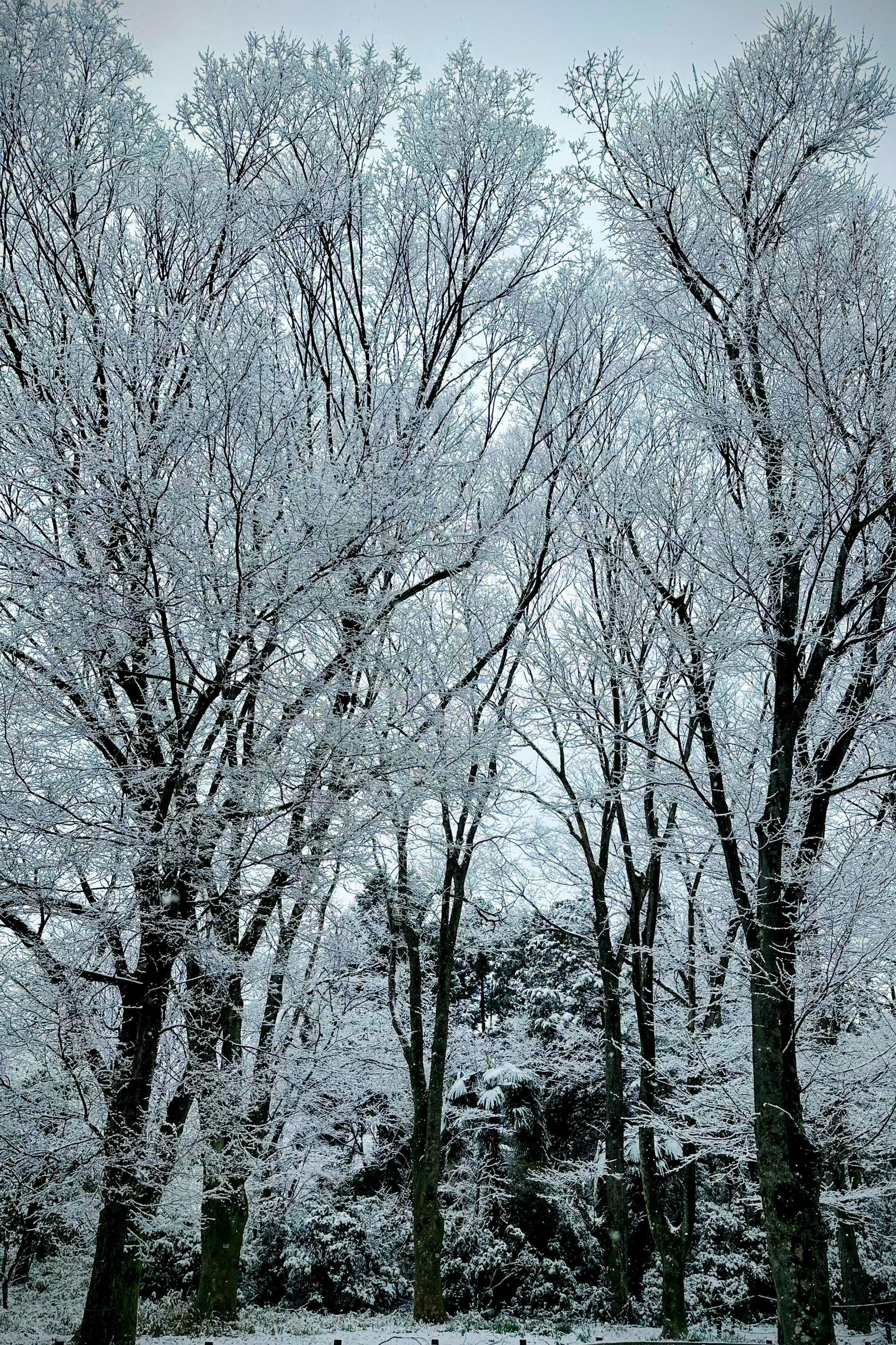 snow-covered trees along a row of woodland