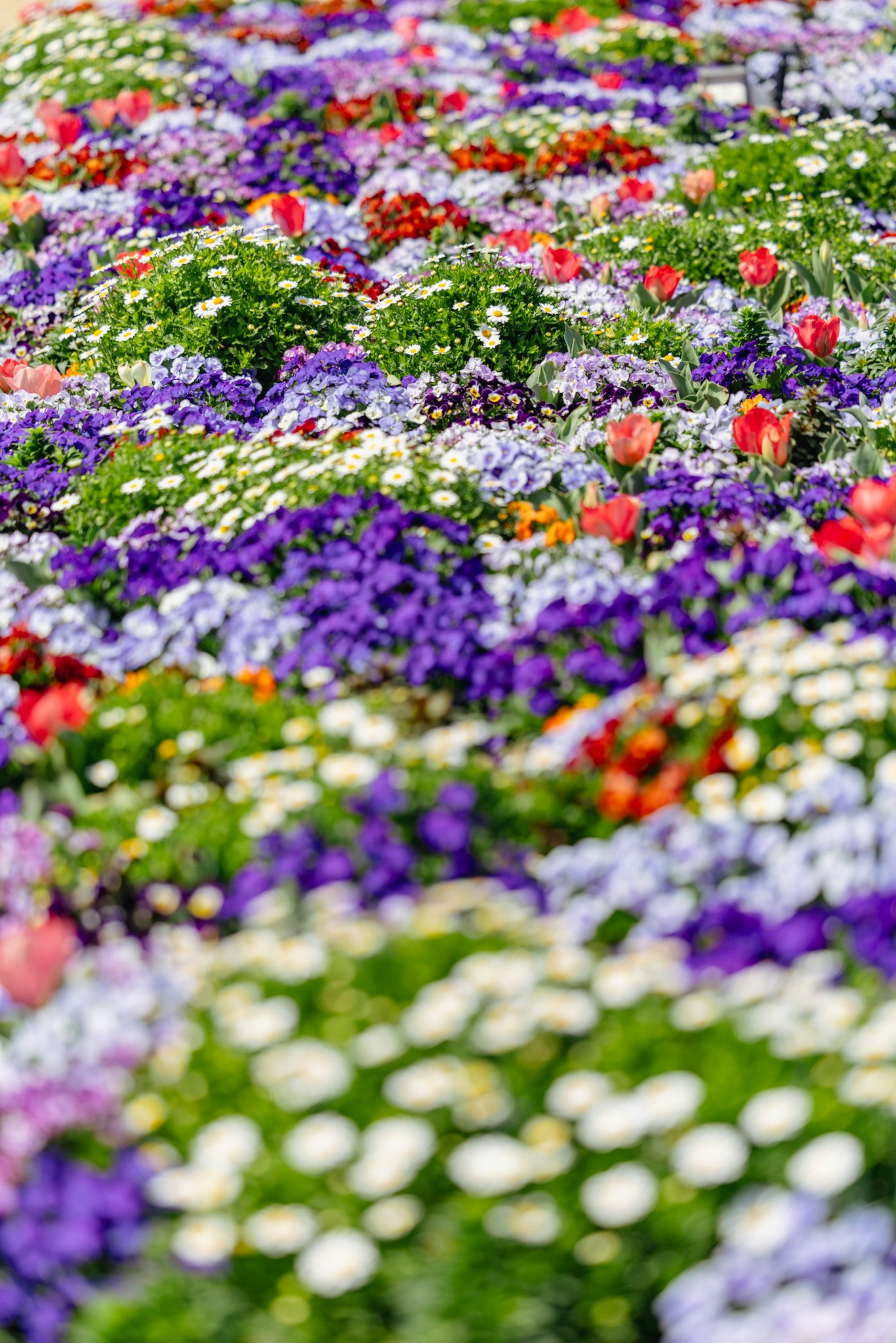 色とりどりの花が咲き並ぶ花壇の風景