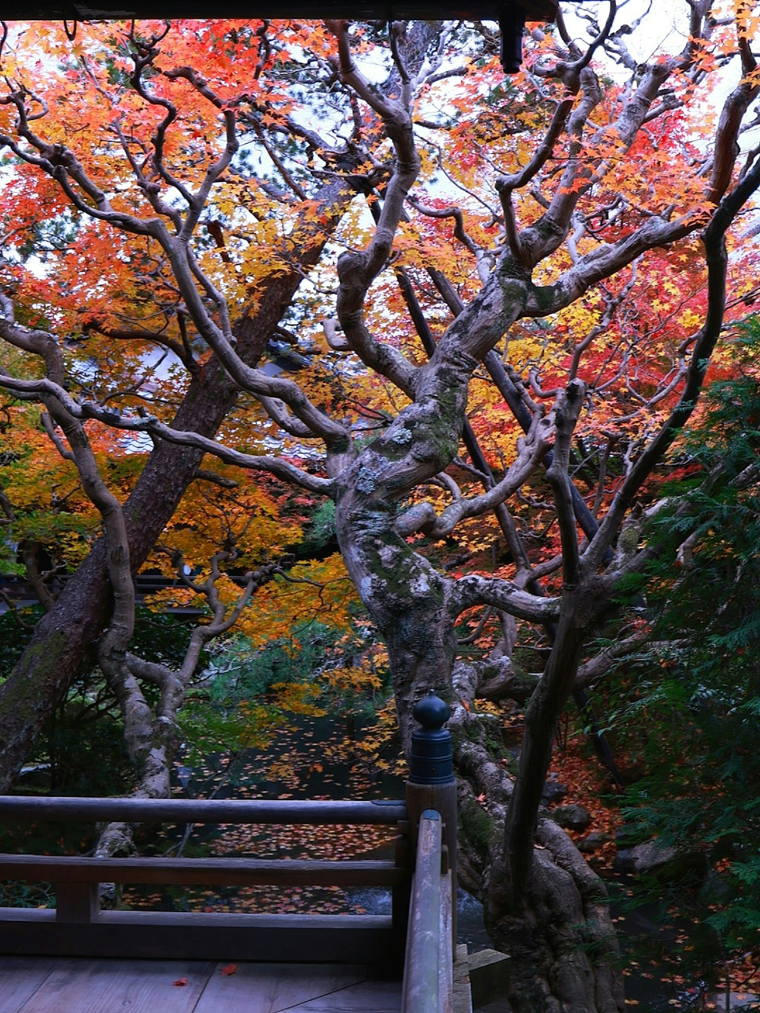 Feuillage d'automne coloré avec des branches tordues