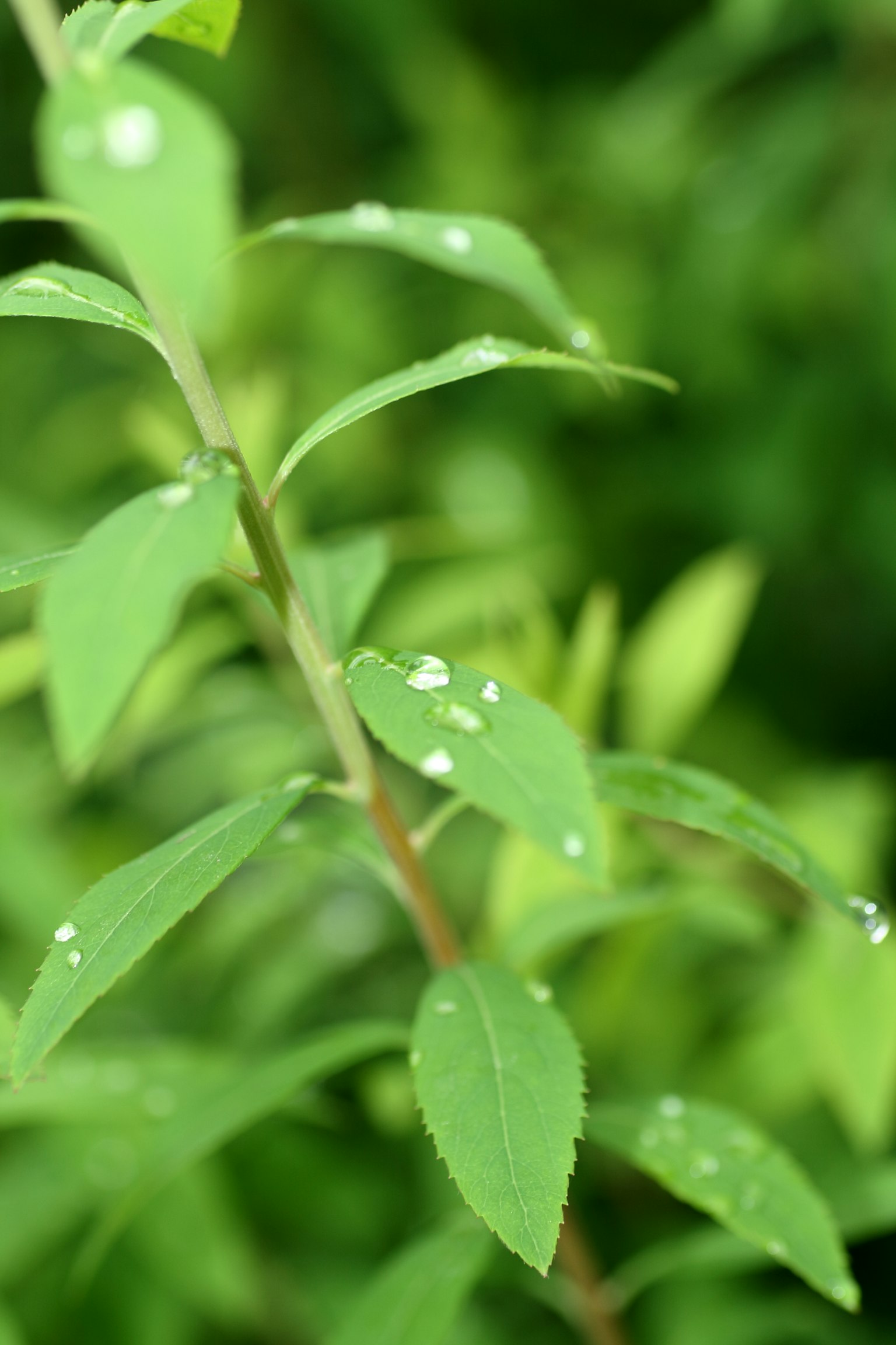 Cận cảnh lá xanh tươi với giọt nước