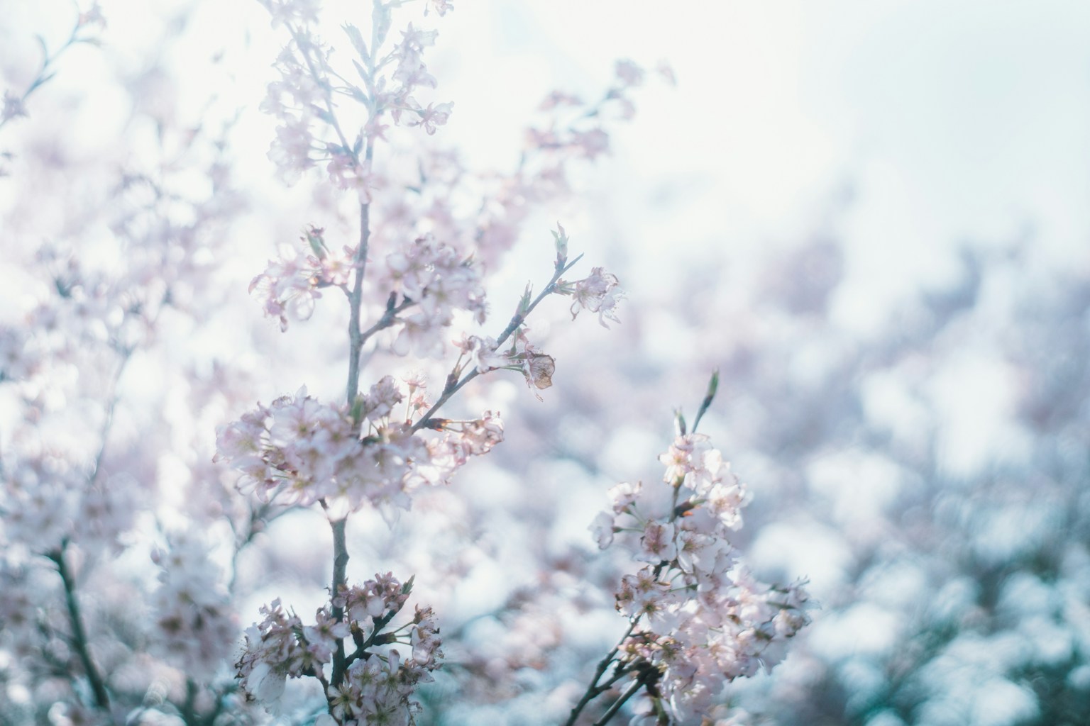 Close-up of delicate cherry blossom branches in soft focus